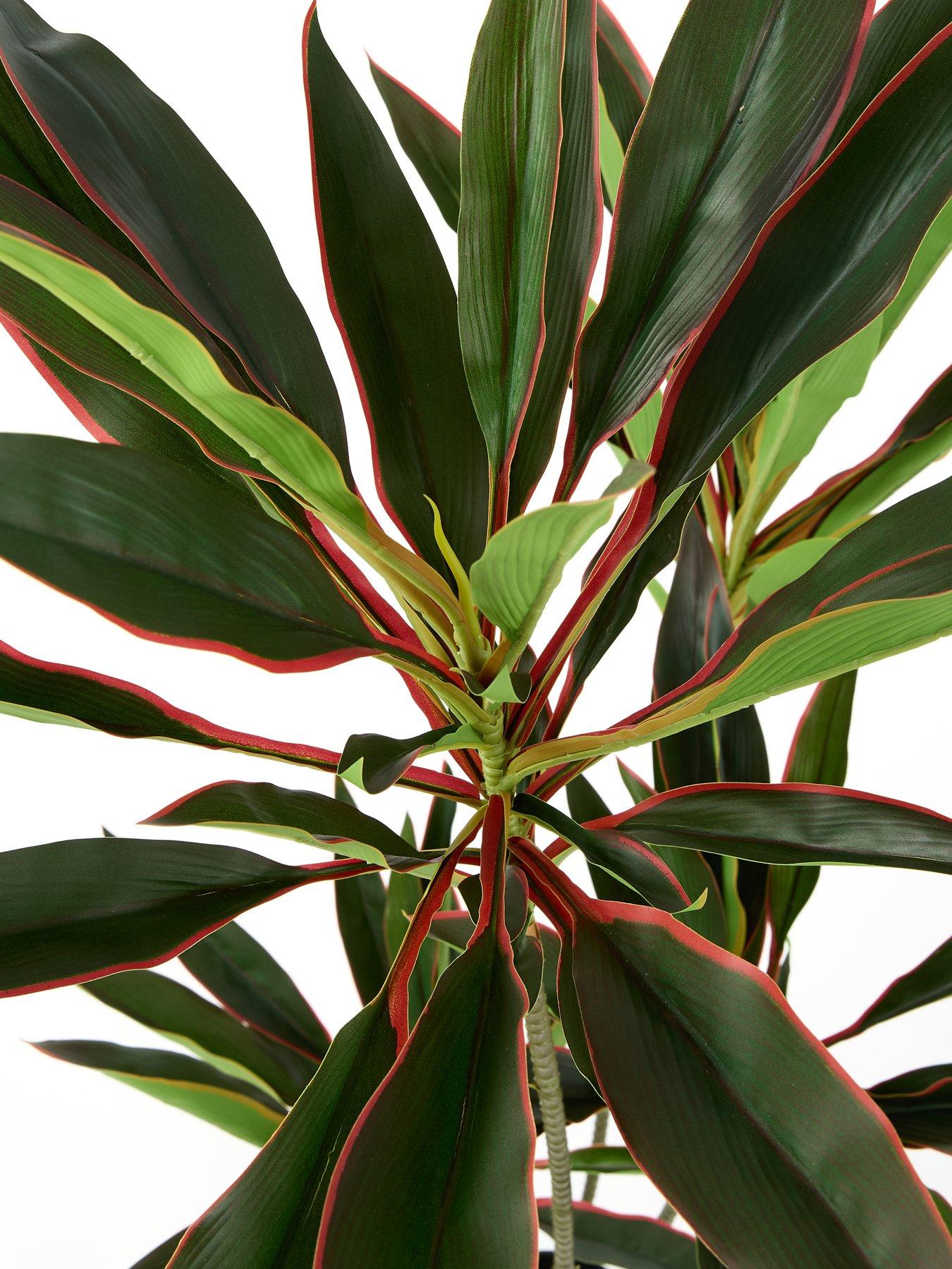 Image 6 of 6 of The Very Collection 120cm Real Touch Red Dracaena In Plastic Pot