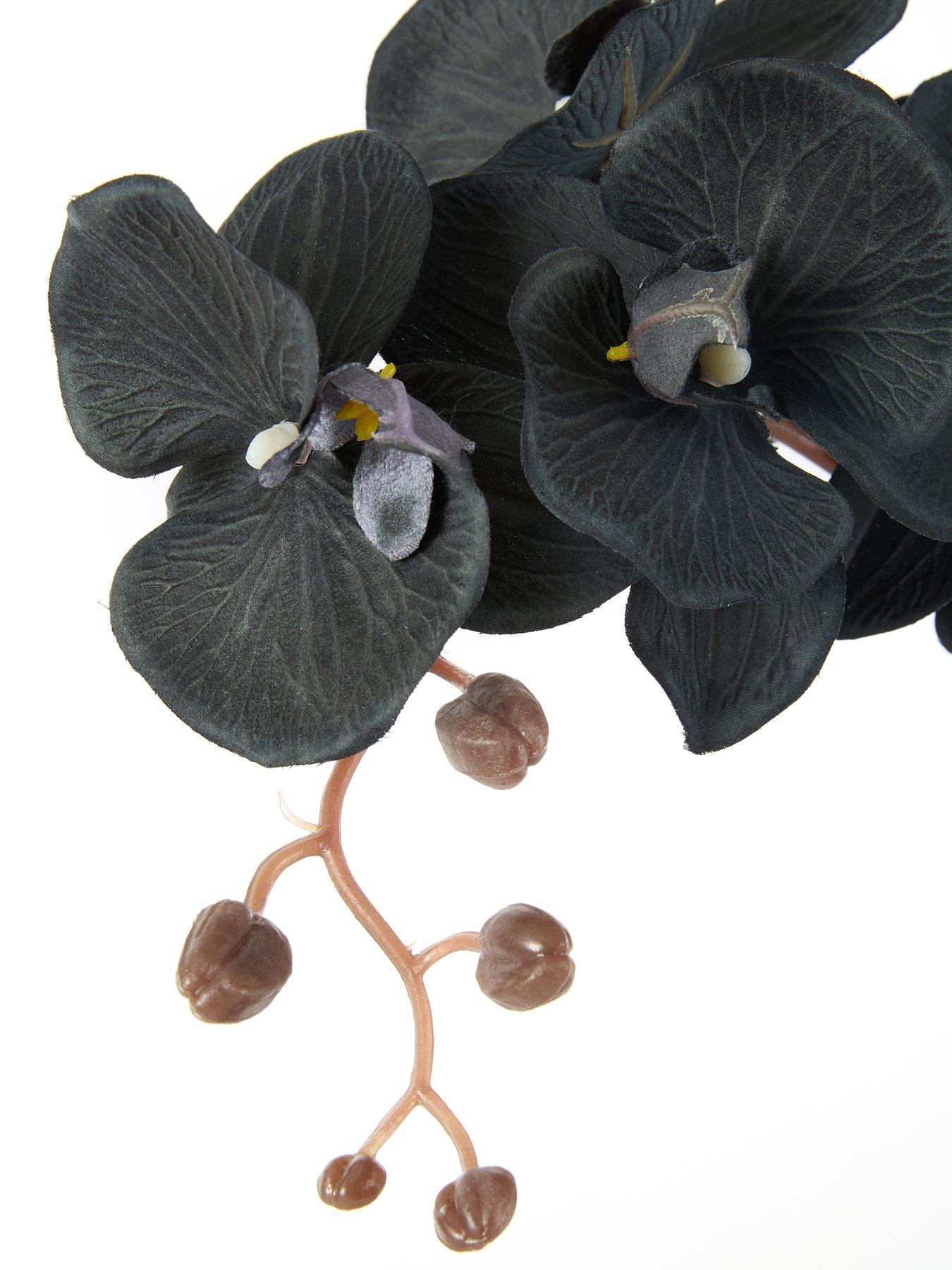 Image 6 of 6 of The Very Collection 50cm Black Orchid In Black Ceramic Pot