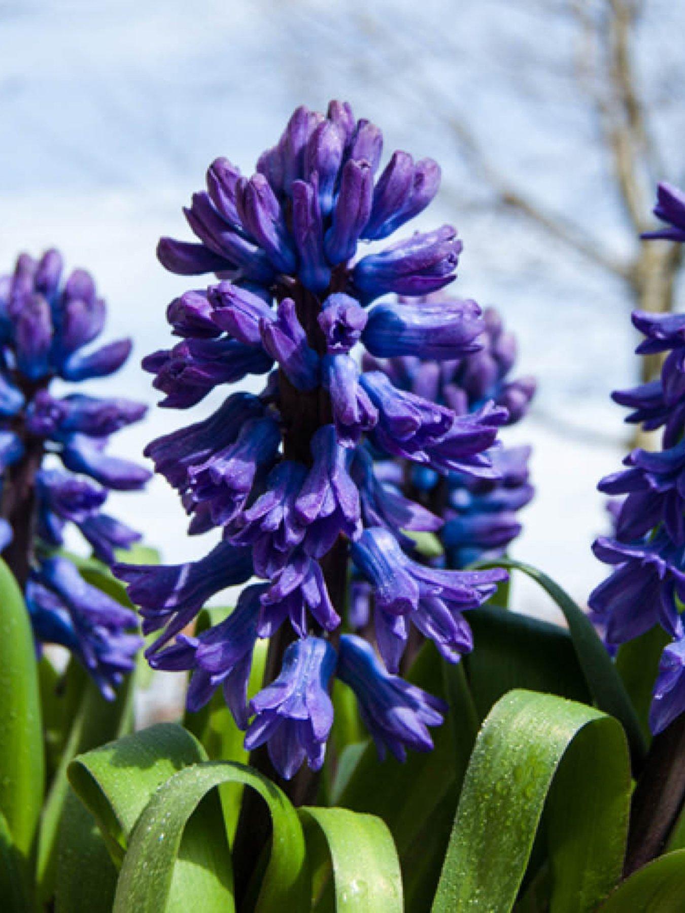 You Garden Hyacinth Blue (20 Bulbs)