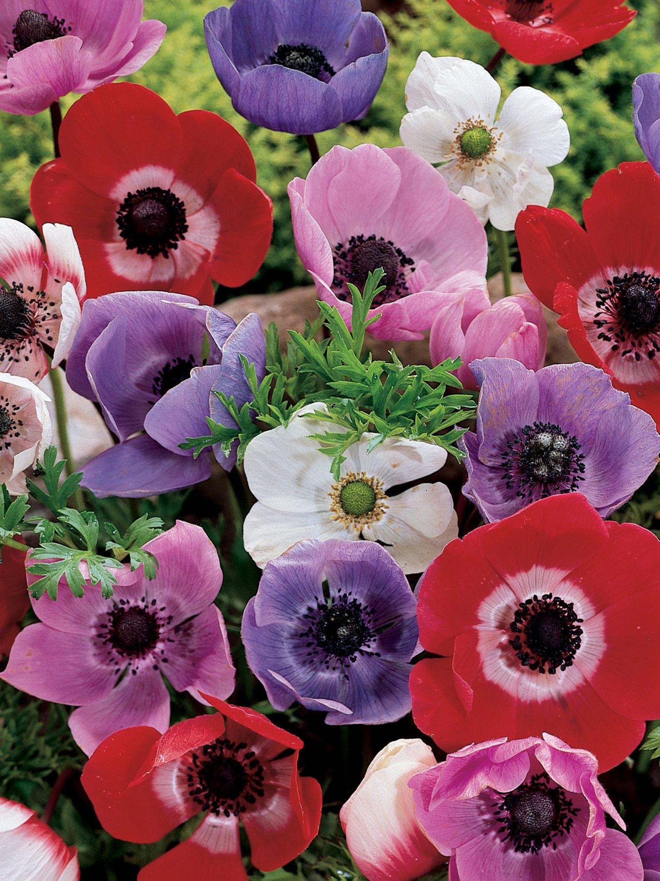 You Garden Anemone de Caen (150 Bulbs)
