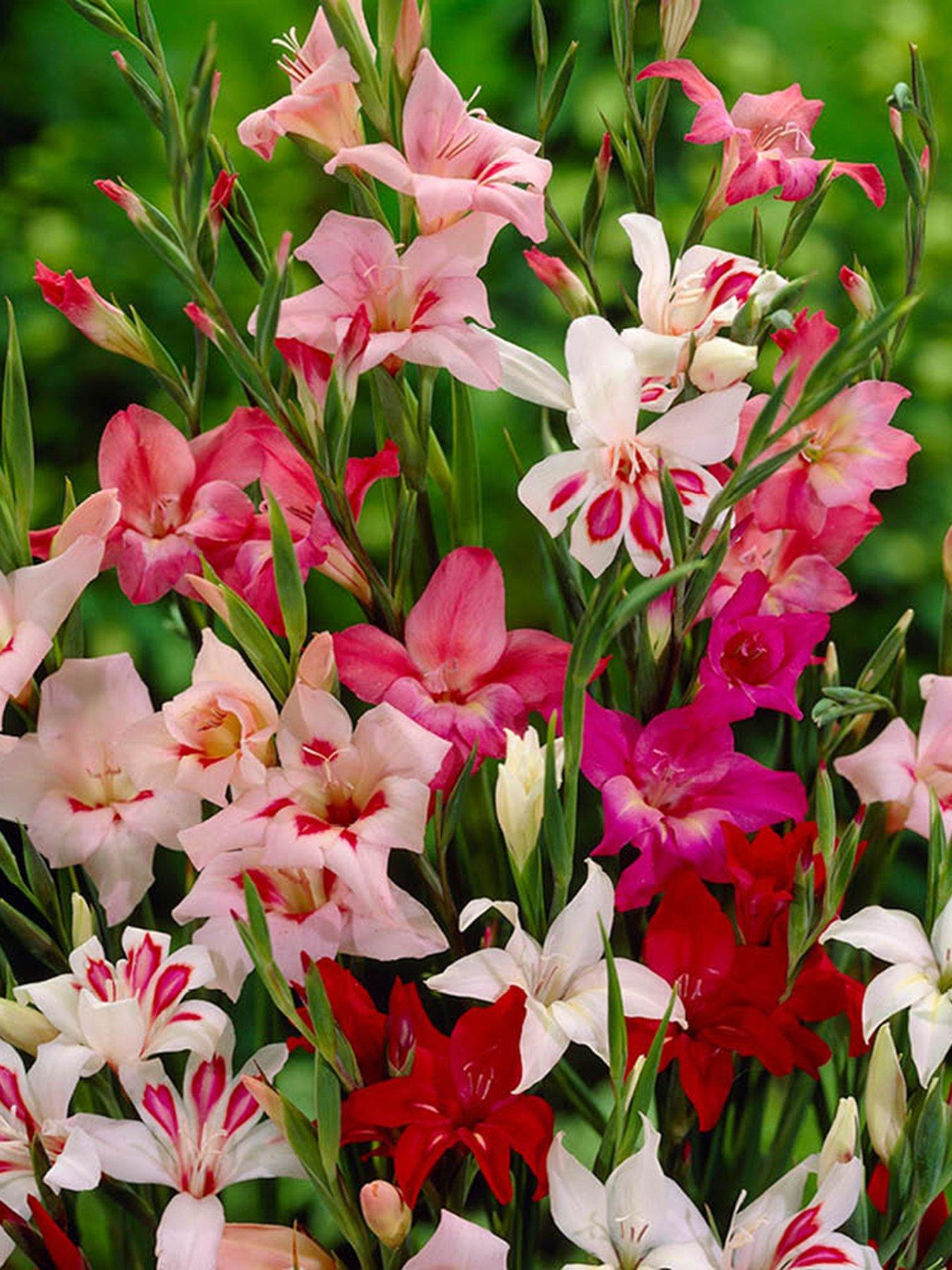 You Garden Gladilous nanus Lipstick Mix (60 Bulbs)