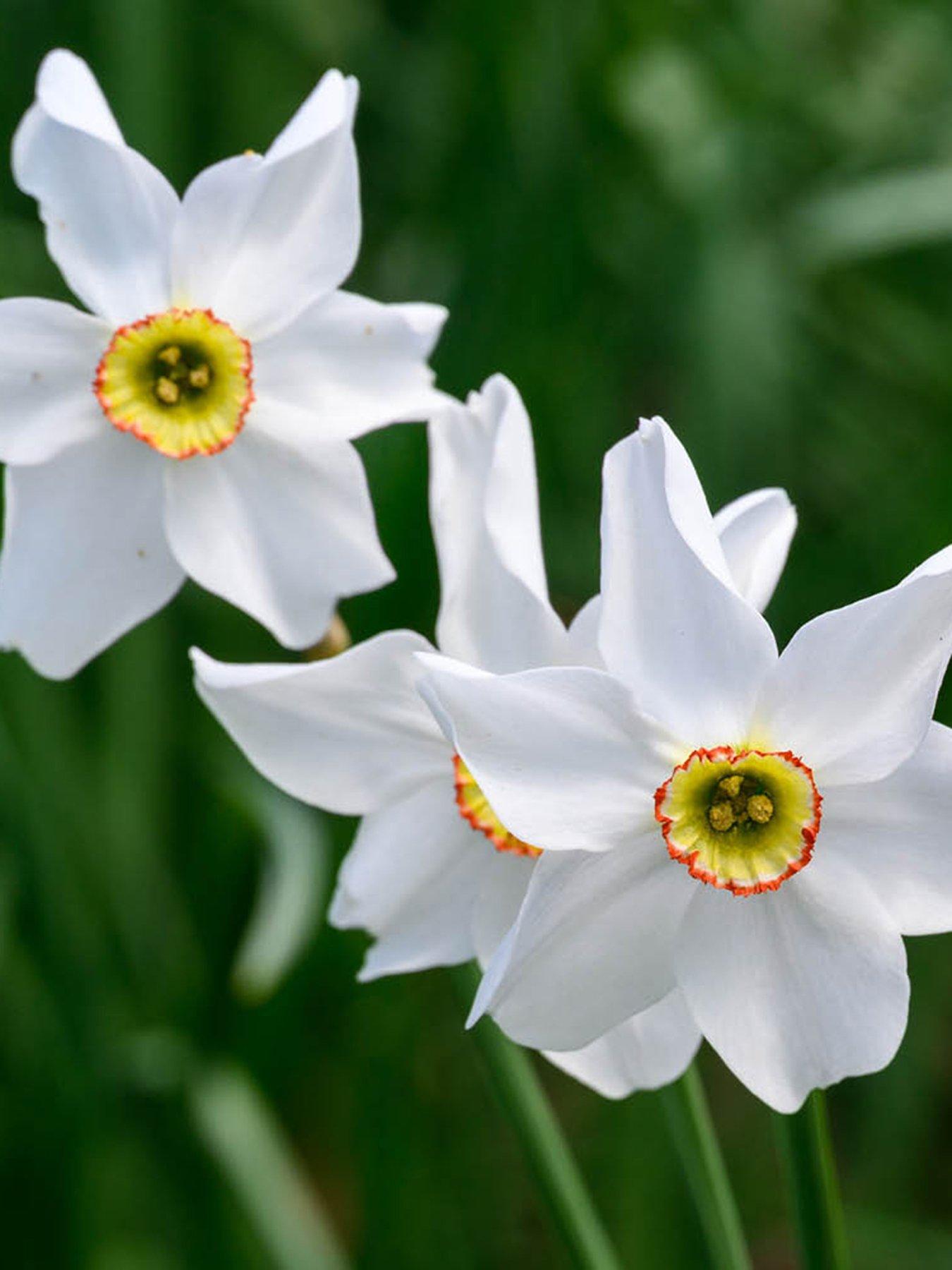 You Garden Narcissus Pheasant Eye (30 Bulbs)