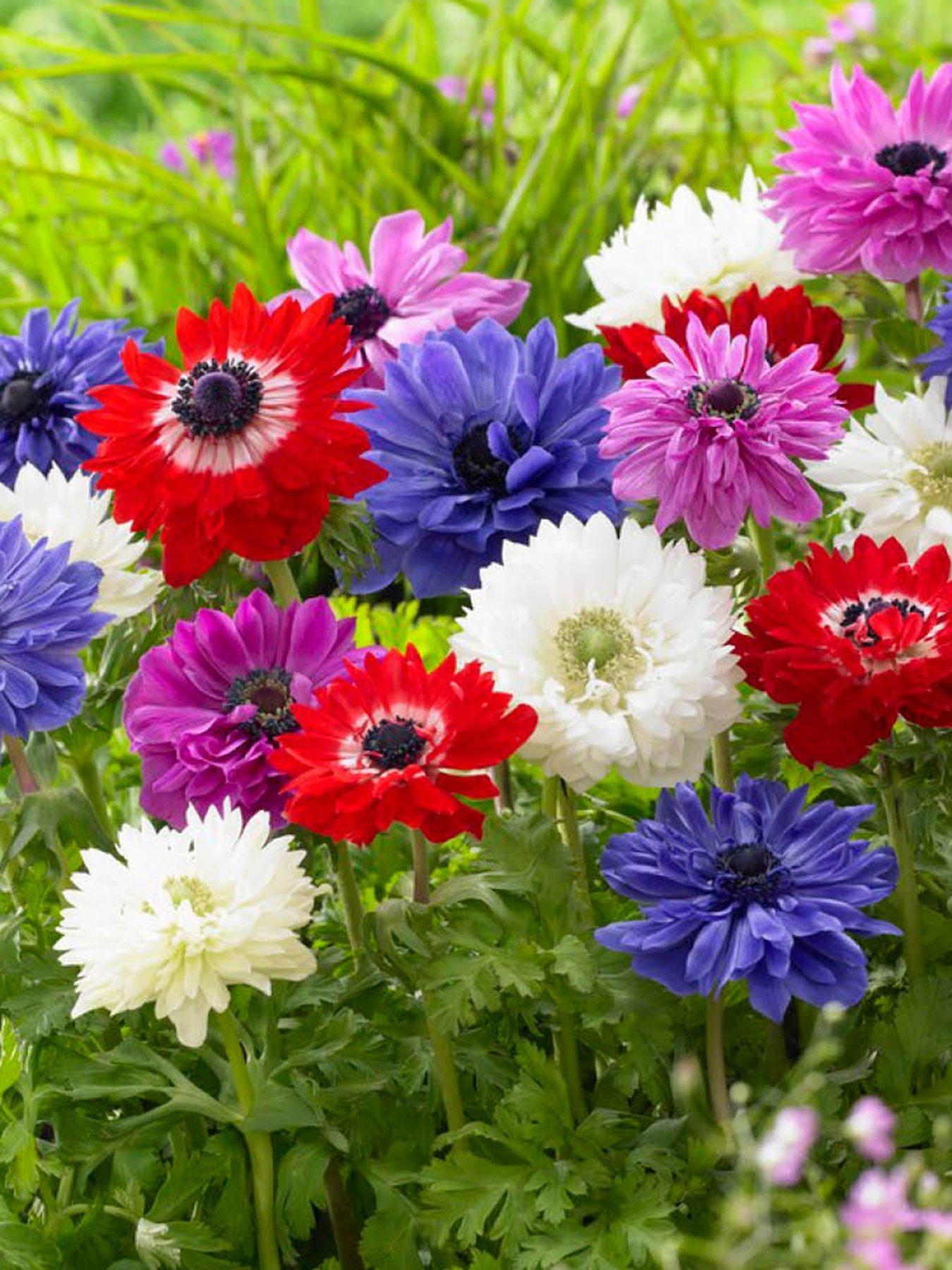 You Garden Anemone St. Brigid (50 Bulbs)