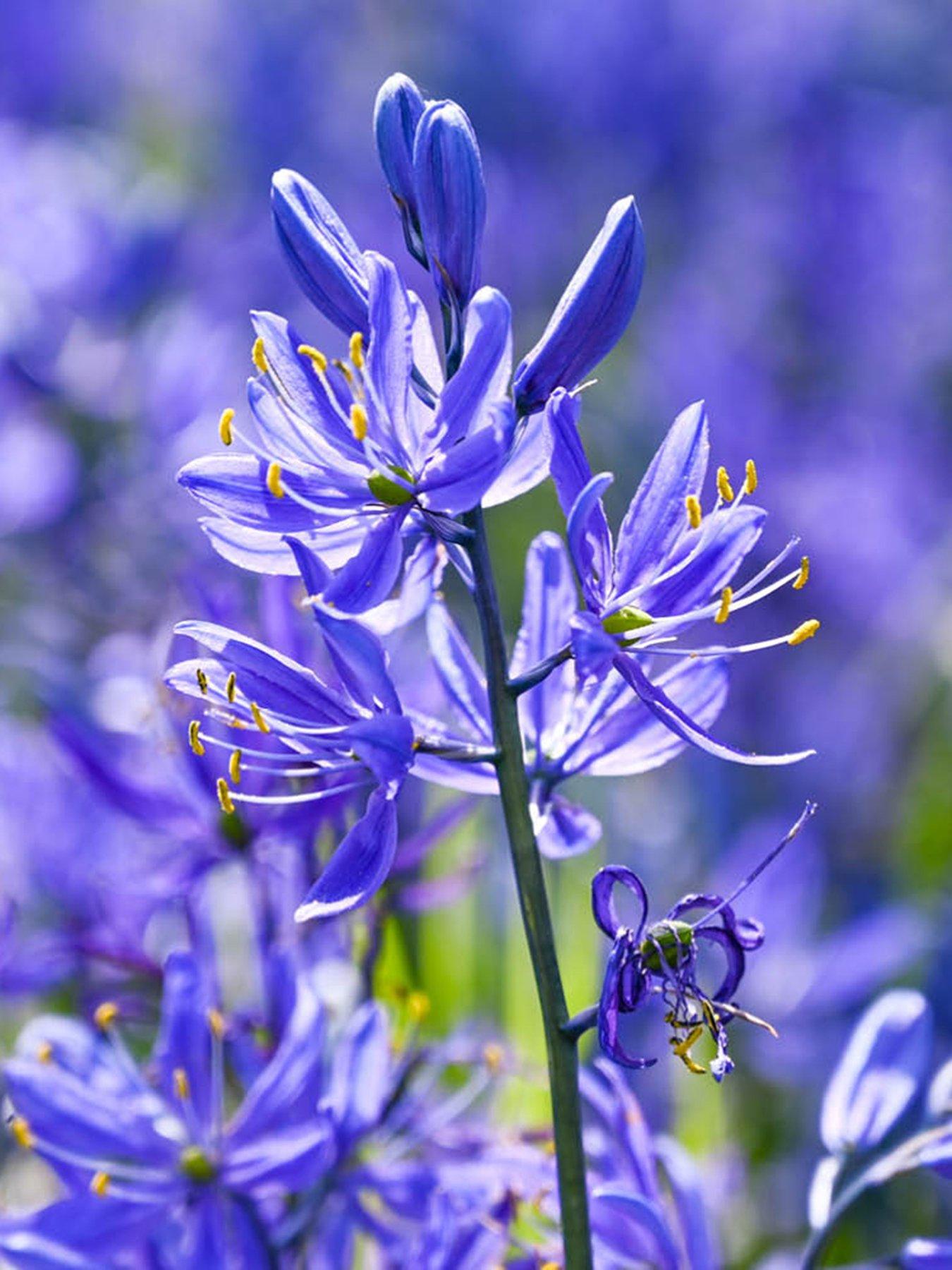 You Garden Camassia quamash (50 Bulbs)