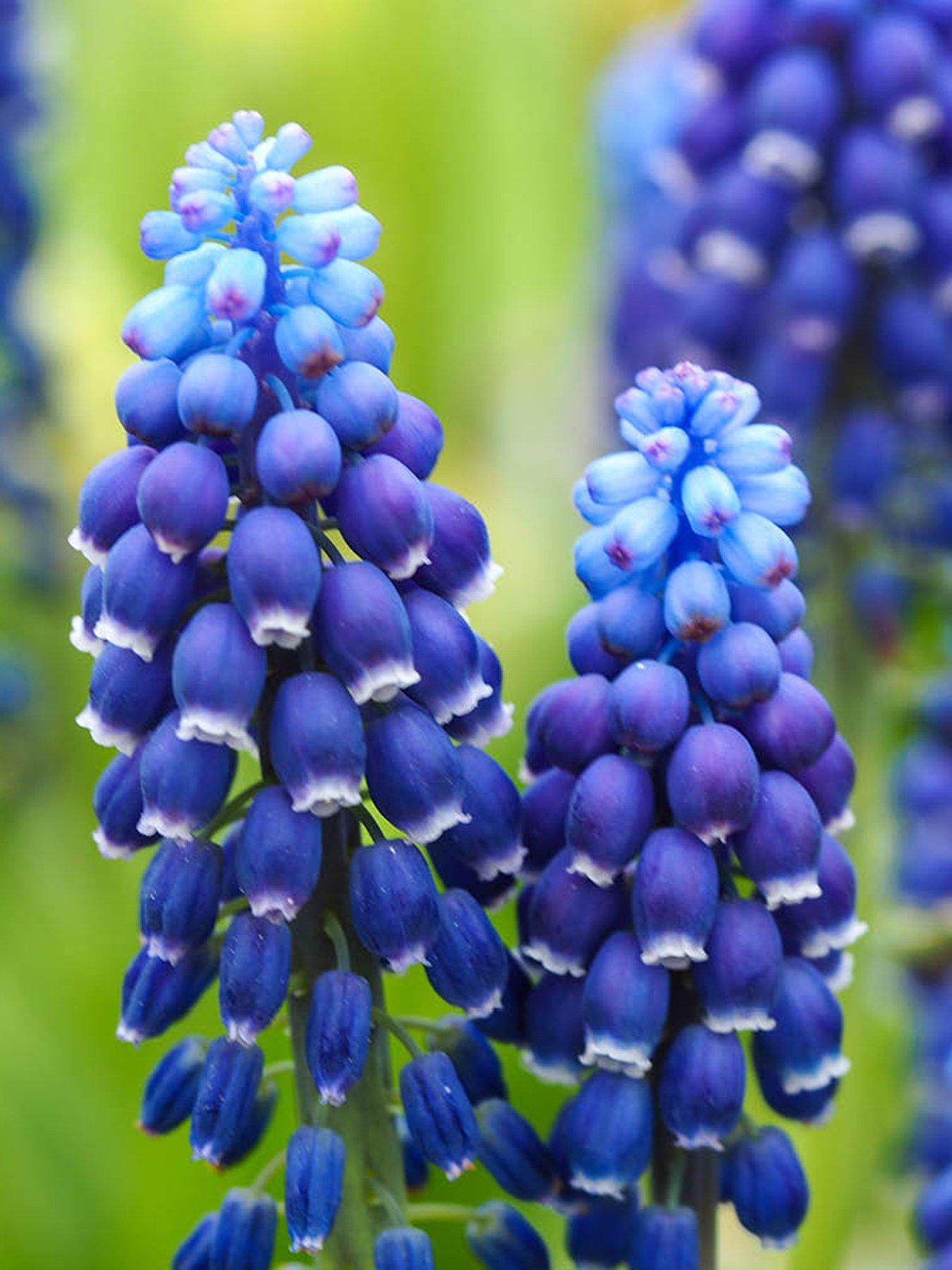 You Garden Muscari Joyce Spirit (100 Bulbs)