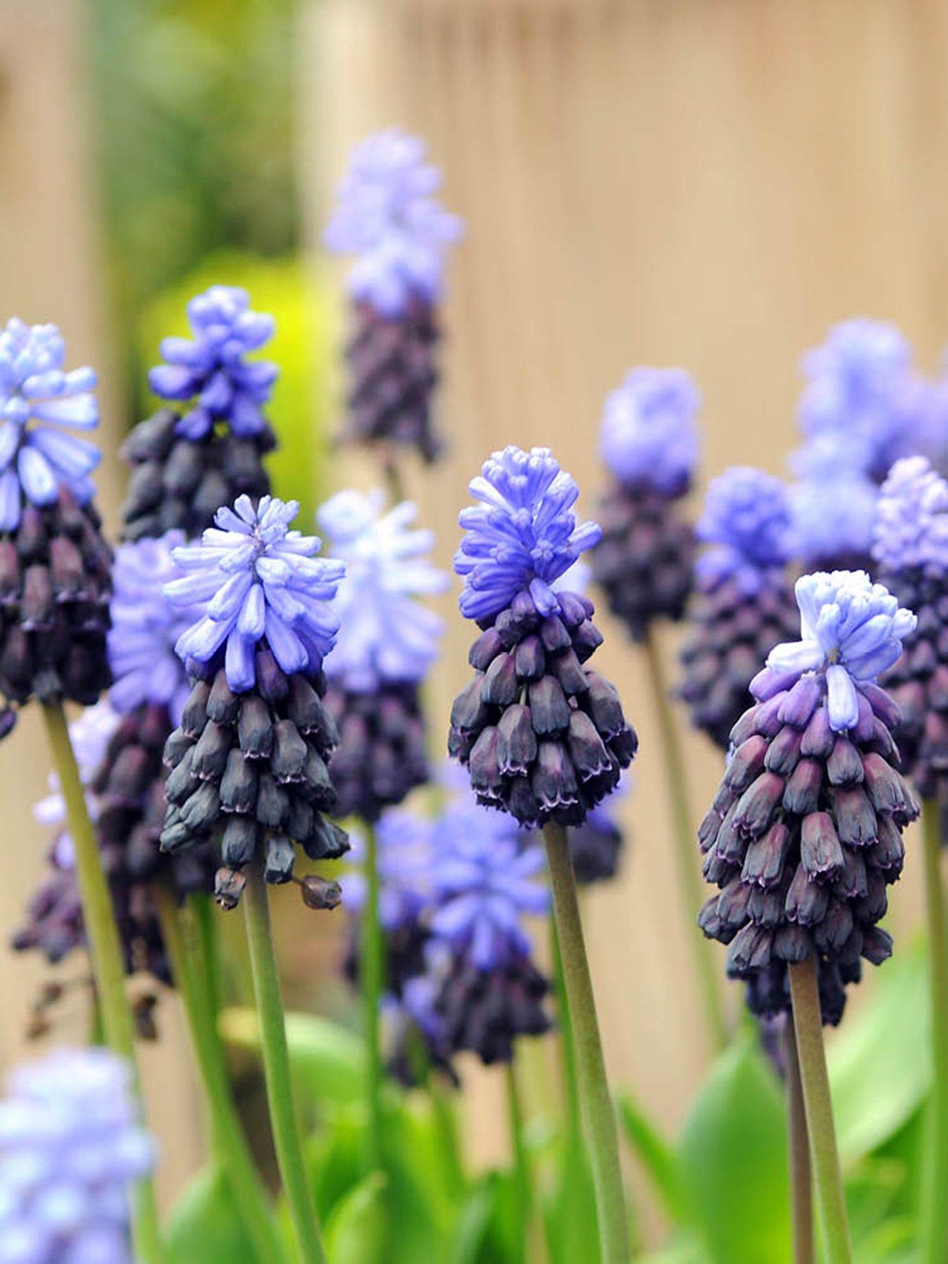 You Garden Muscari latifolium (100 Bulbs)