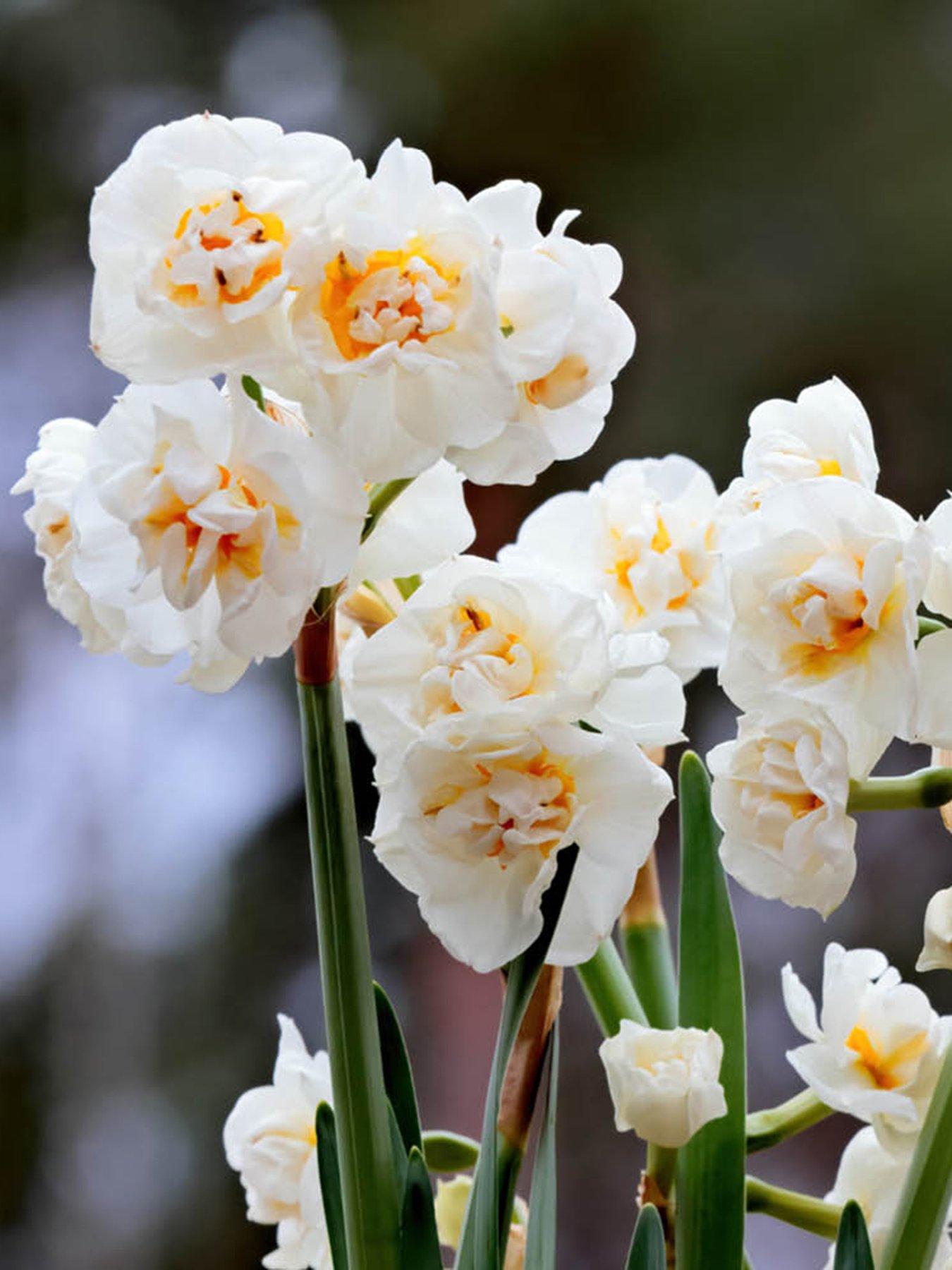 You Garden Narcissus Bridal Crown (30 Bulbs)