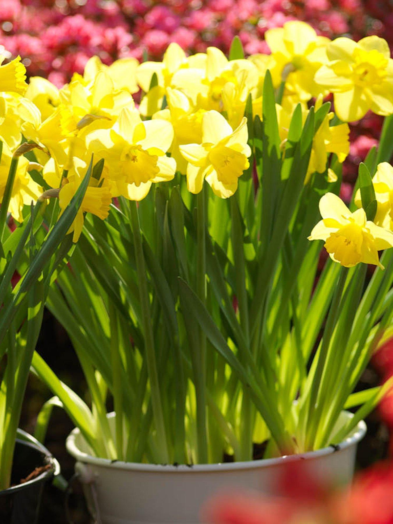 You Garden Narcissus Dutch Master (30 Bulbs)