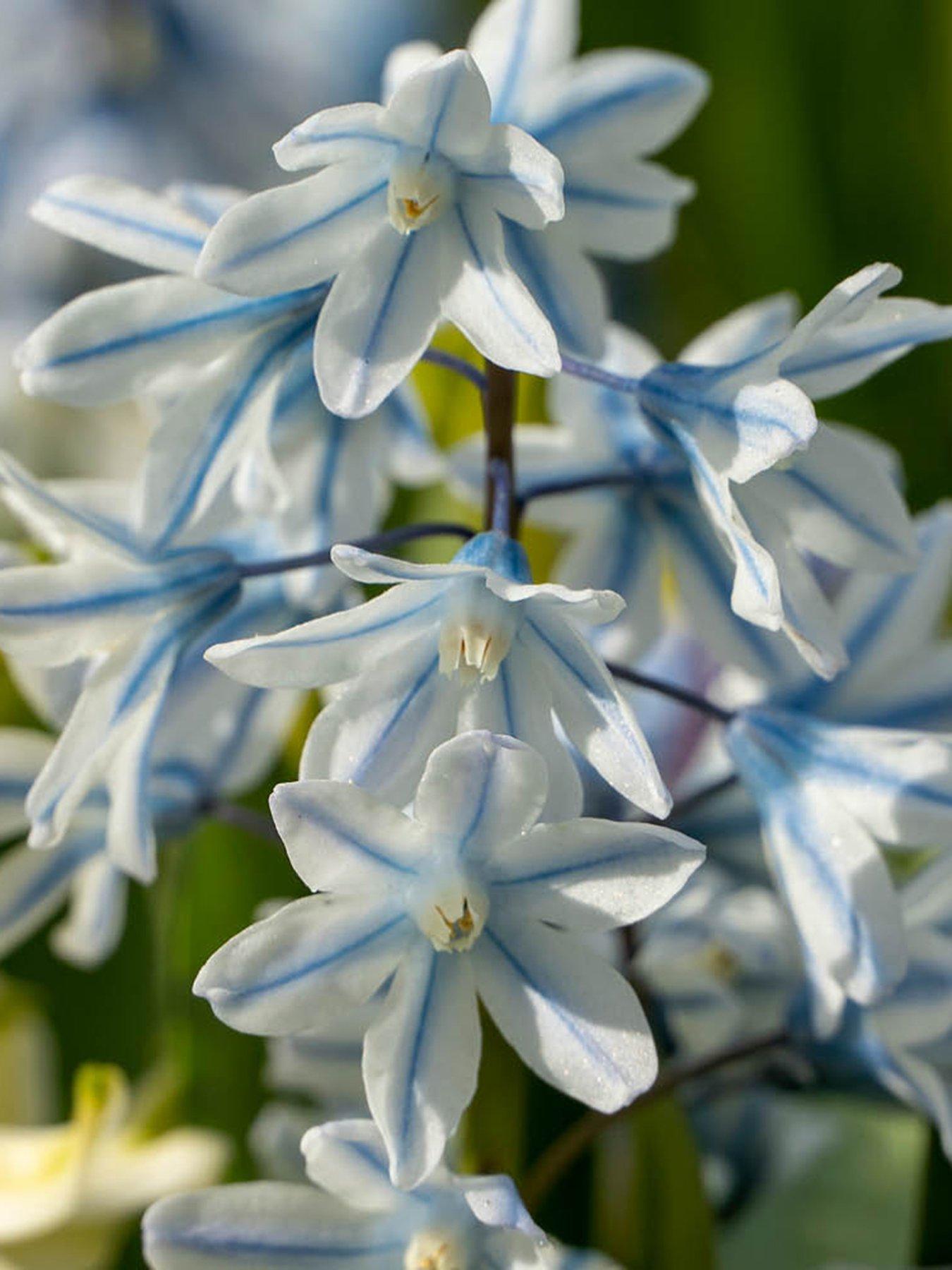 You Garden Russian Snowdrop - Puschkinia libanotica (60 bulbs)