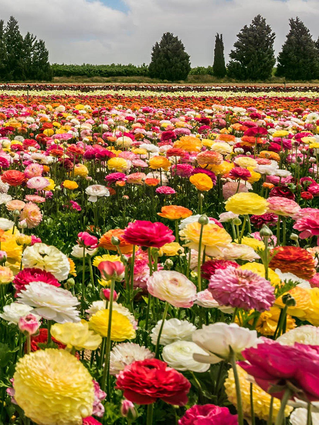 Image 1 of 7 of You Garden Ranunculus Mixed (50 Bulbs)