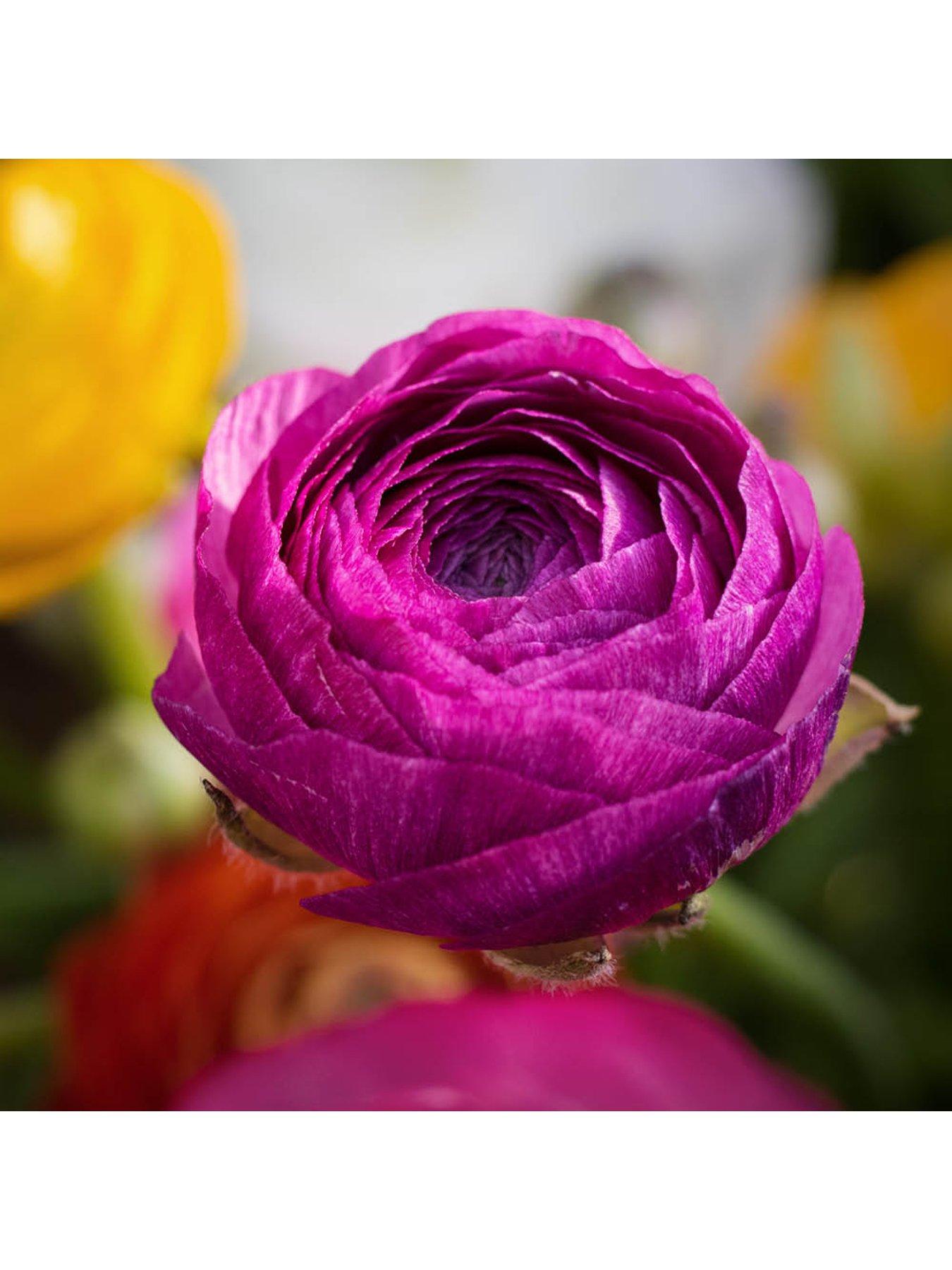 Image 2 of 7 of You Garden Ranunculus Mixed (50 Bulbs)