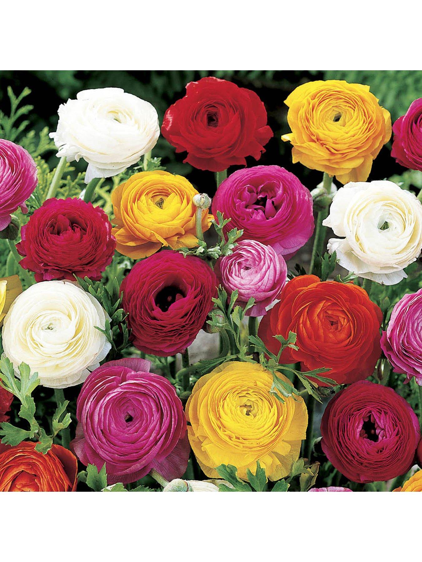 Image 3 of 7 of You Garden Ranunculus Mixed (50 Bulbs)