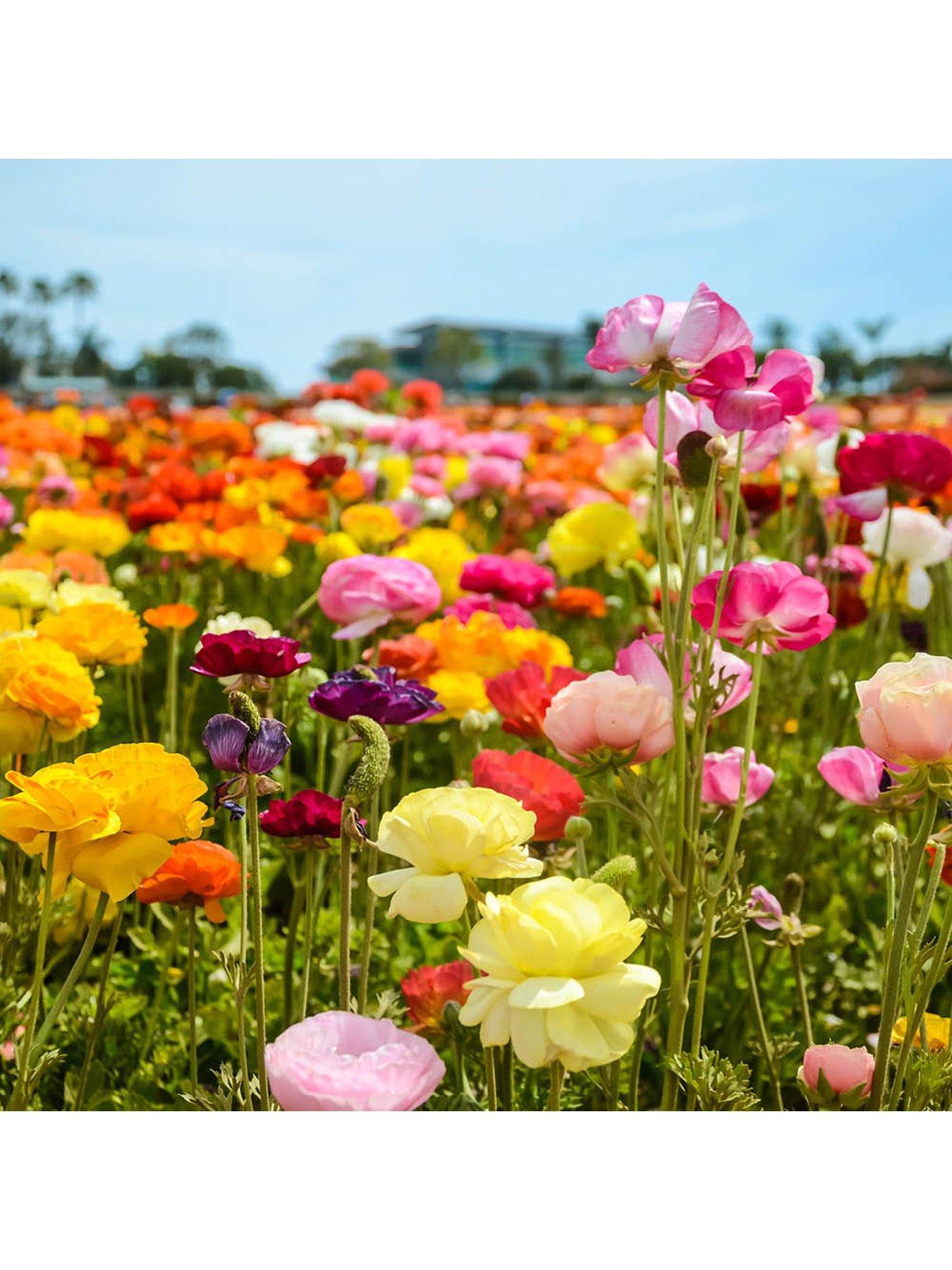 Image 4 of 7 of You Garden Ranunculus Mixed (50 Bulbs)