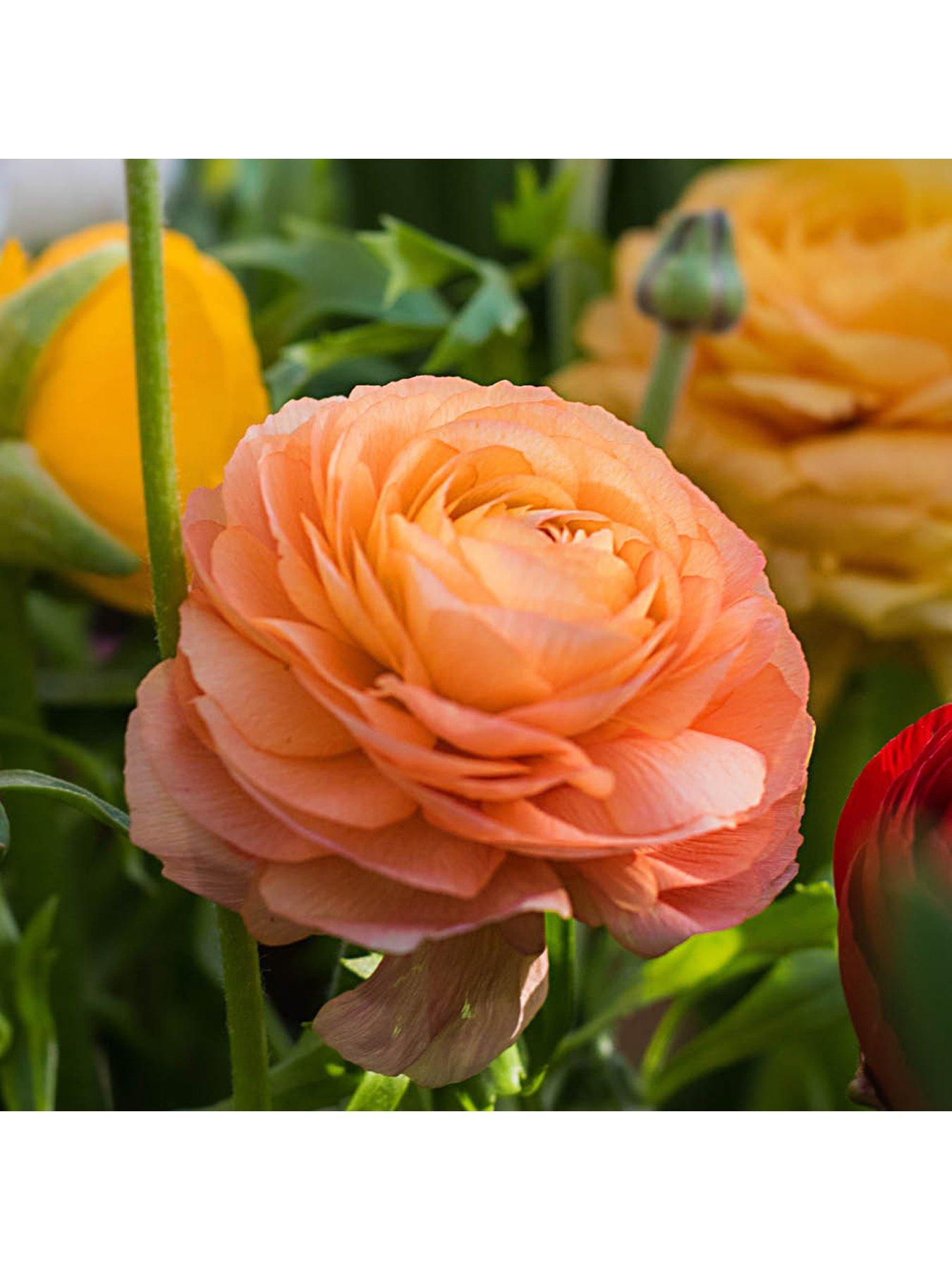 Image 5 of 7 of You Garden Ranunculus Mixed (50 Bulbs)