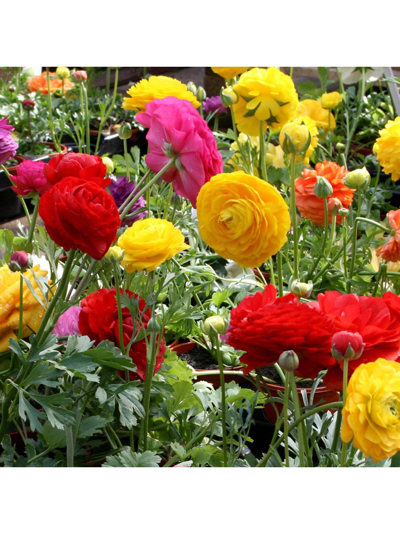 Image 6 of 7 of You Garden Ranunculus Mixed (50 Bulbs)