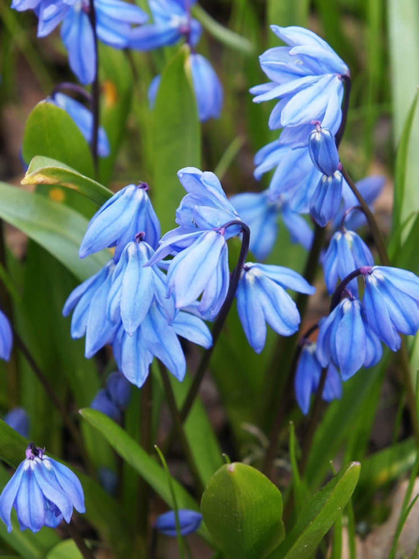 You Garden Siberian Squill - Scilla siberica (80 Bulbs)