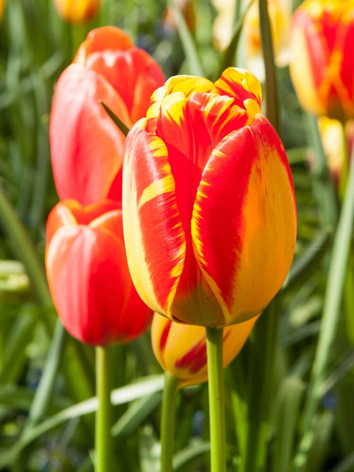 You Garden Tulip Banja Luka (24 Bulbs)