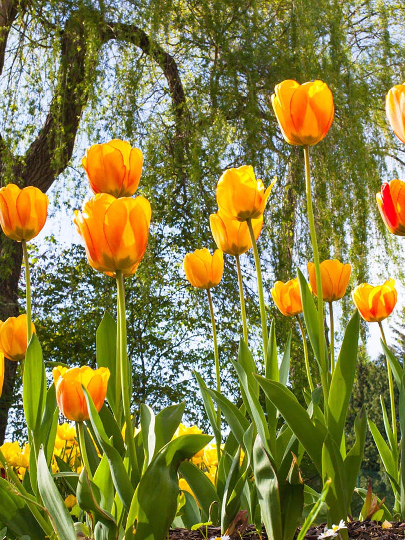 You Garden Tulip Blushing Apeldoorn (24 Bulbs)