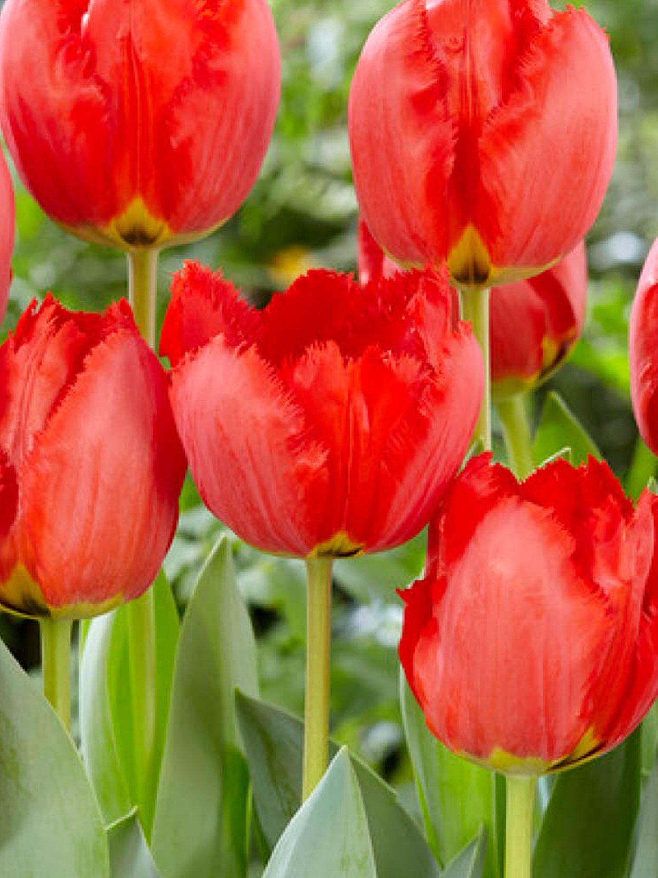 You Garden Tulip Crystal Beauty (24 Bulbs)