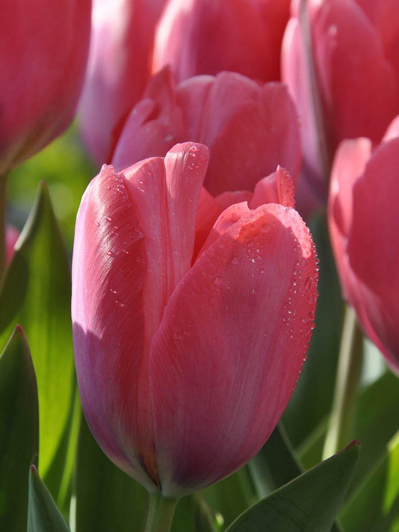 You Garden Tulip van Eijk (30 Bulbs)