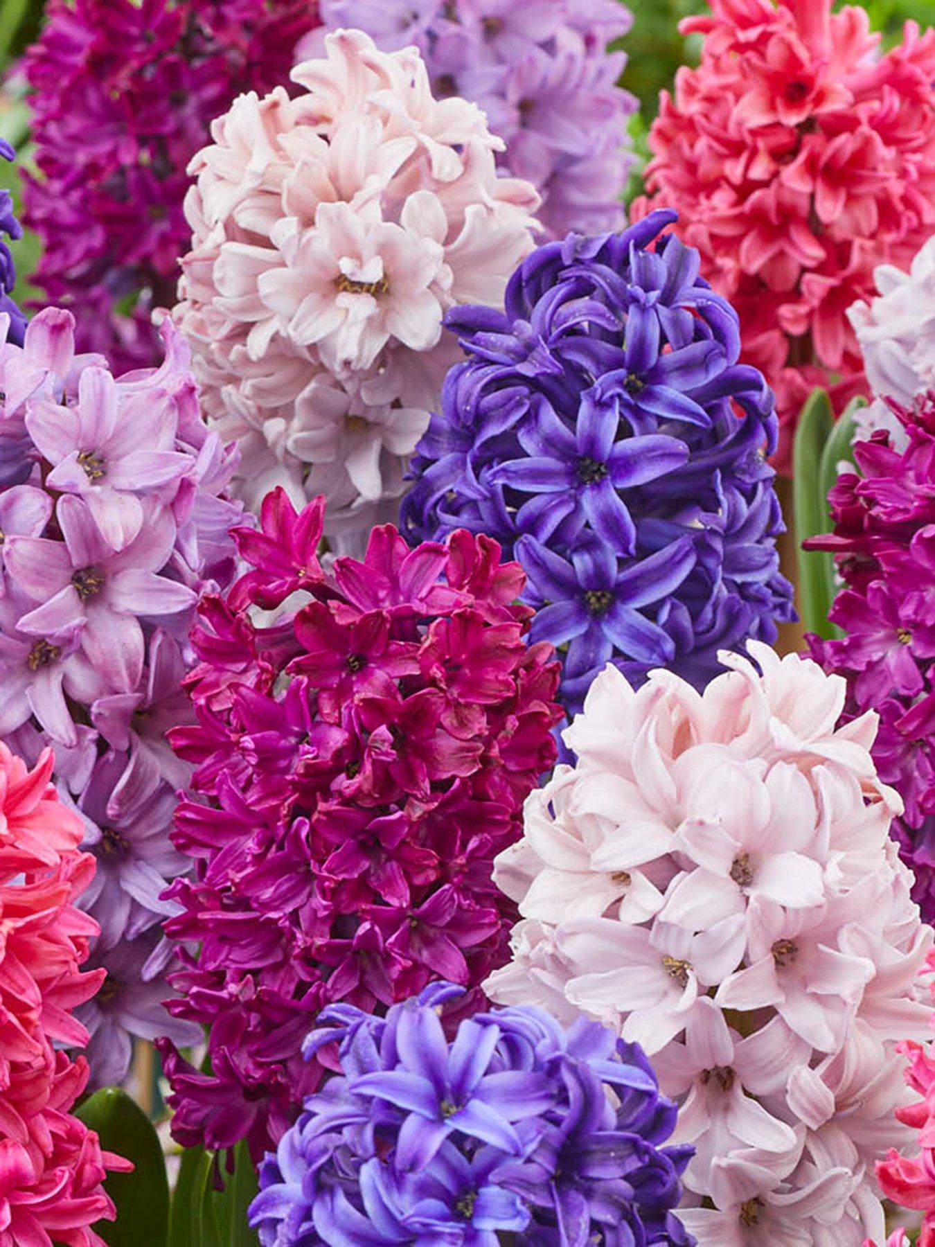 You Garden Hyacinth Berries  &  Cream (20 Bulbs)