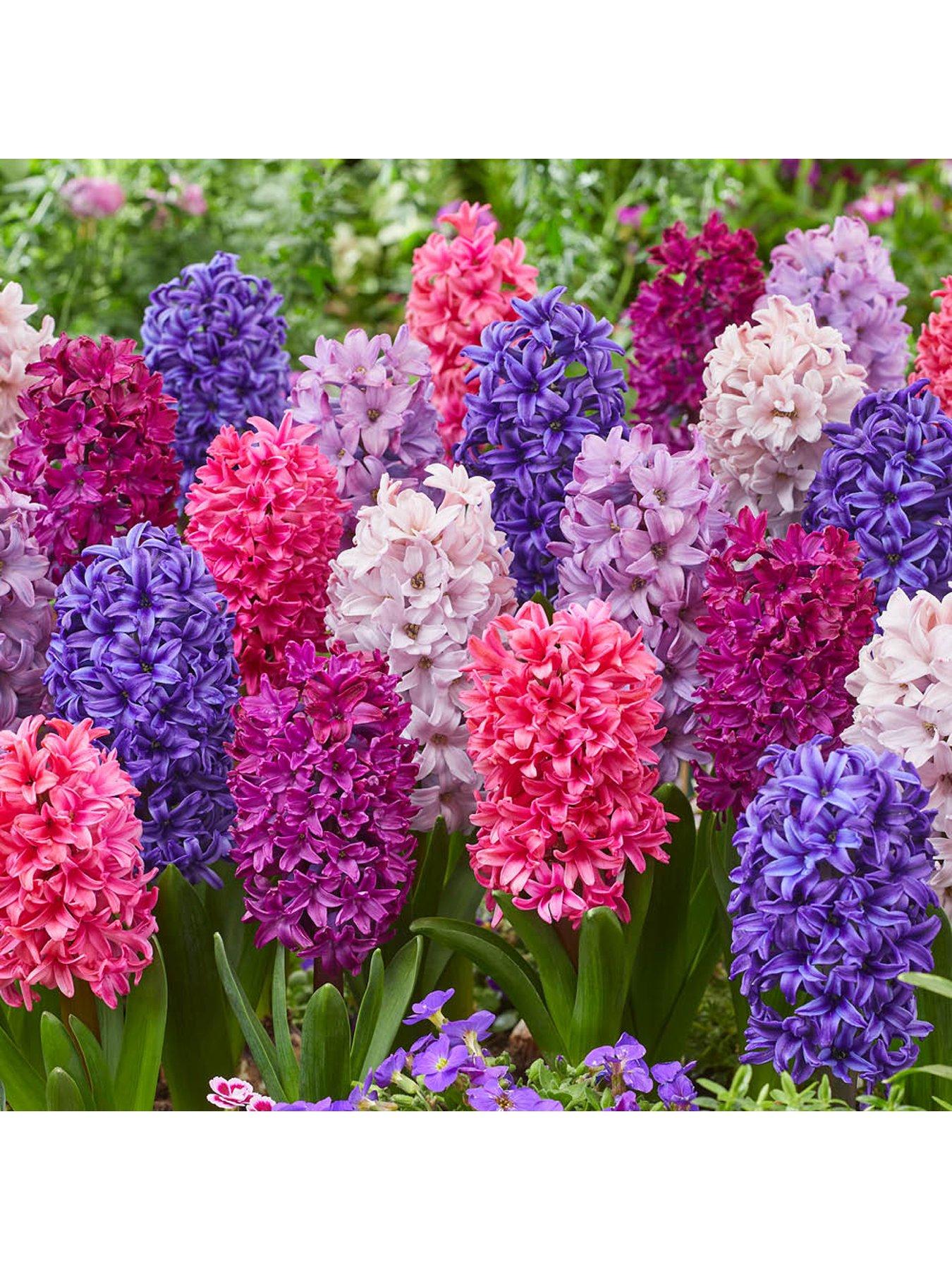 Image 2 of 4 of You Garden Hyacinth Berries & Cream (20 Bulbs)
