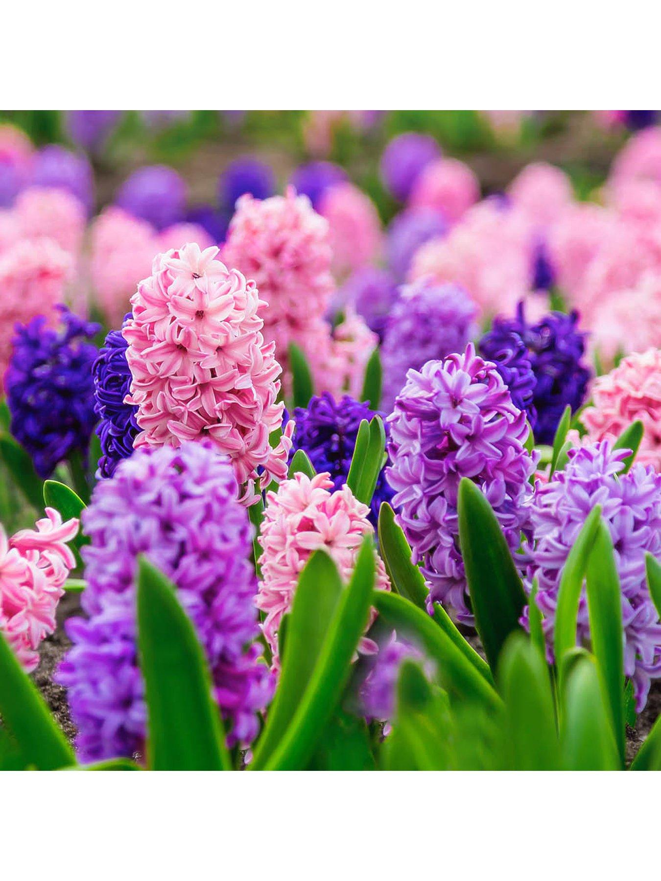 Image 3 of 4 of You Garden Hyacinth Berries & Cream (20 Bulbs)