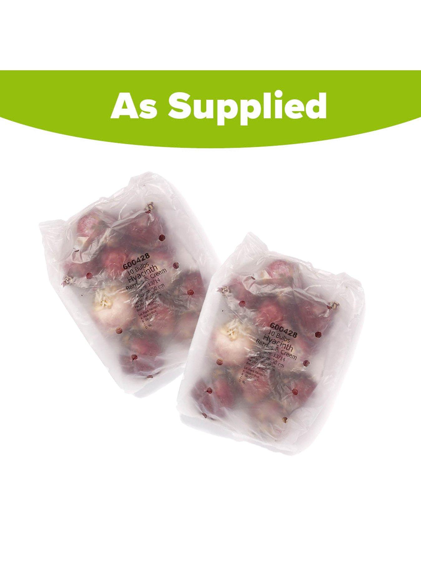 Image 4 of 4 of You Garden Hyacinth Berries & Cream (20 Bulbs)