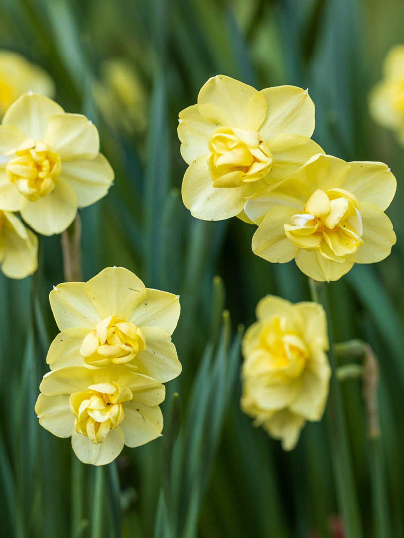You Garden Narcissus Yellow Cheerfulness (30 Bulbs)