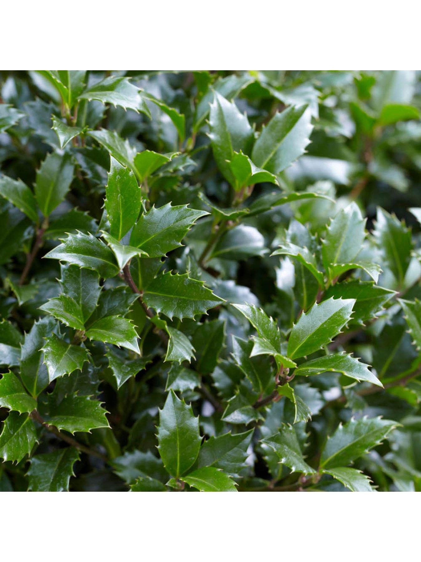 You Garden Pair of Gift Wrapped Standard Holly Trees with Lights | Very