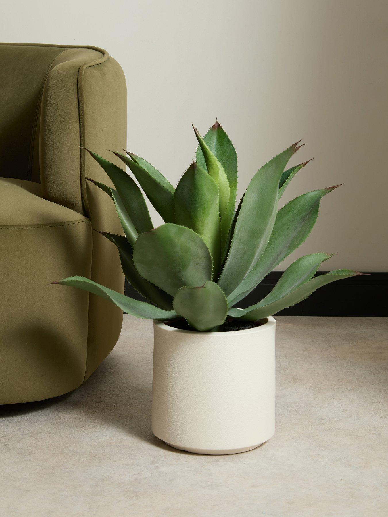 The Very Collection 57cm Agave in Plastic Pot