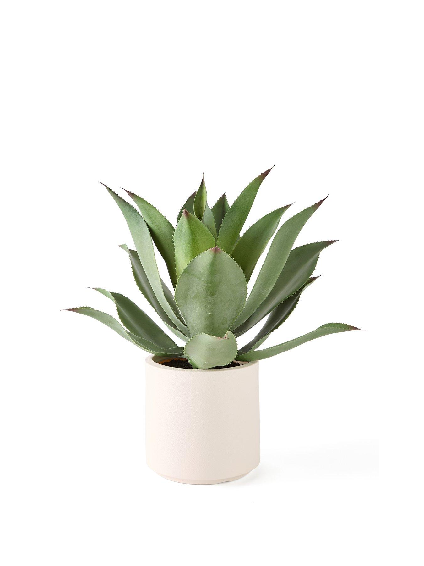 Image 2 of 6 of The Very Collection 57cm Agave in Plastic Pot