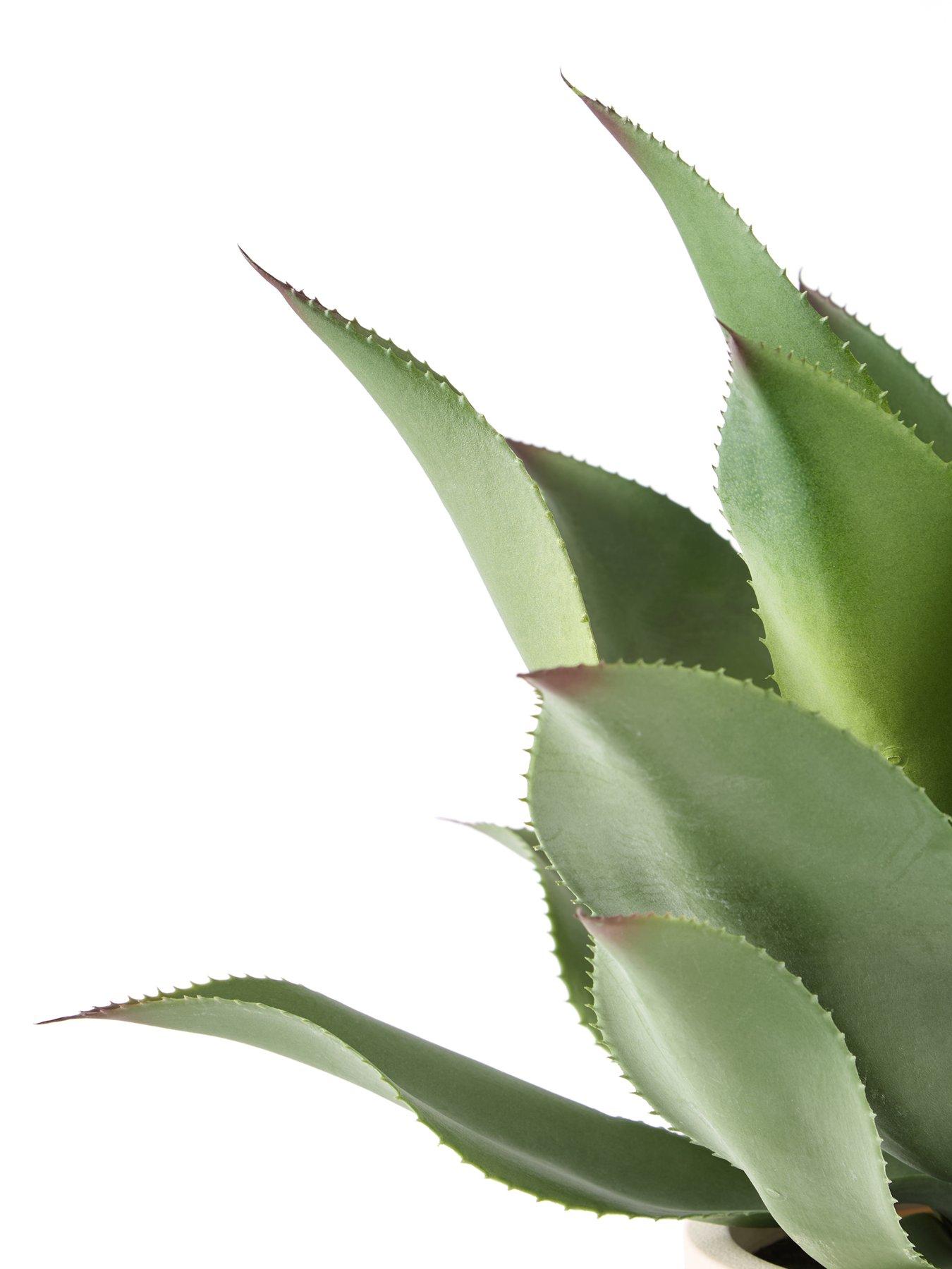 Image 4 of 6 of The Very Collection 57cm Agave in Plastic Pot