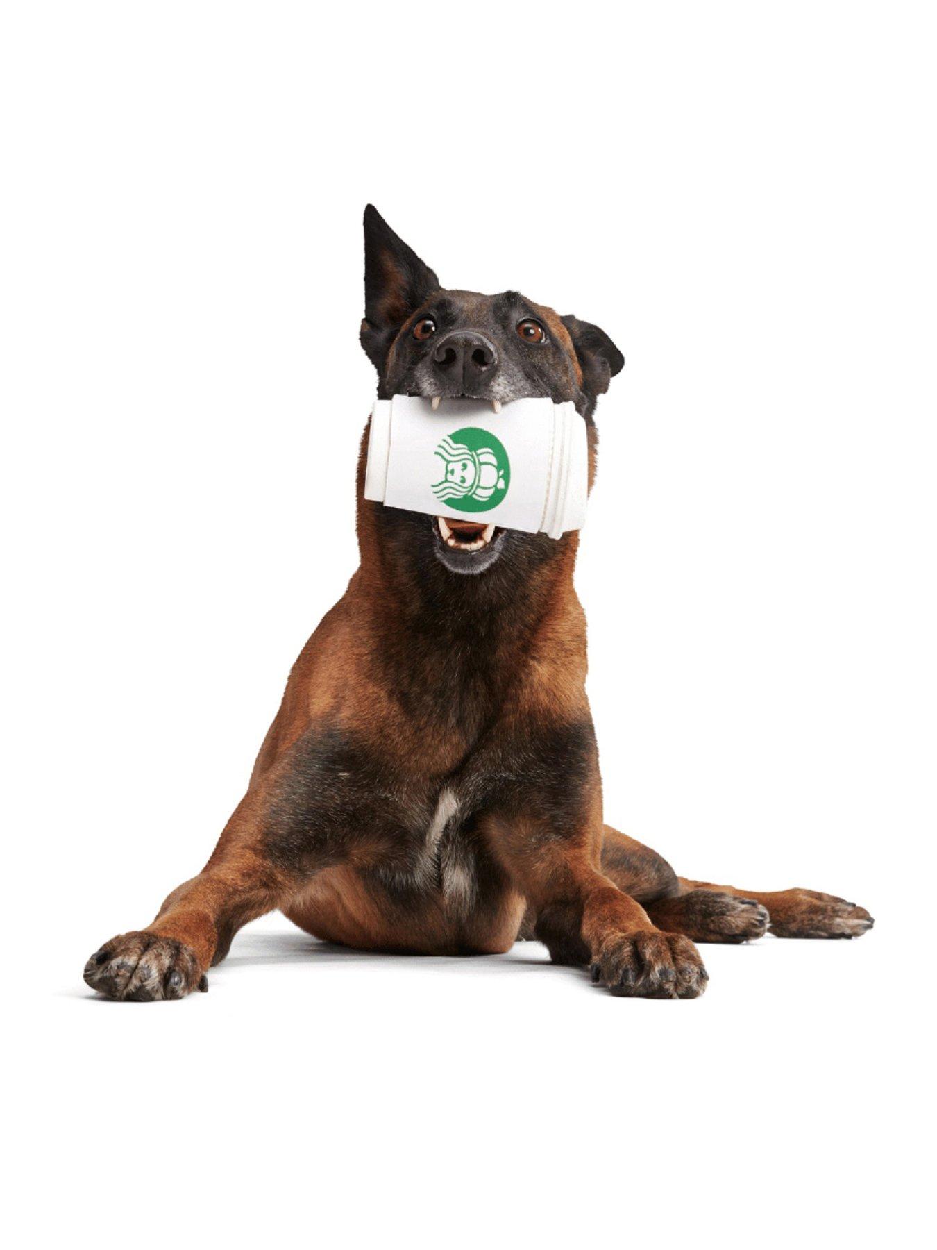 bark-pupkin-spice-yappucino-dog-toy