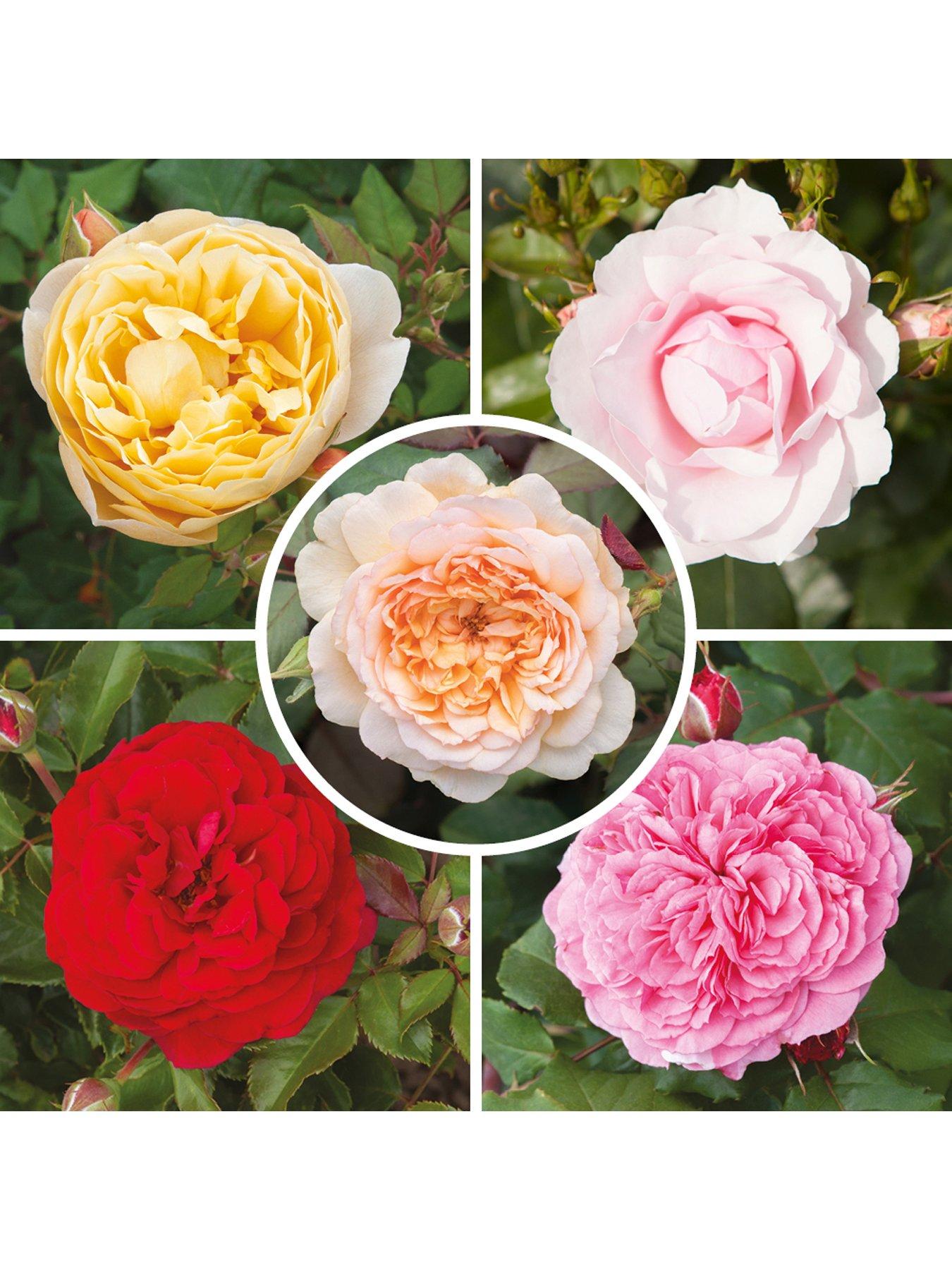 You Garden Old English Shrub Rose Collection br x 5