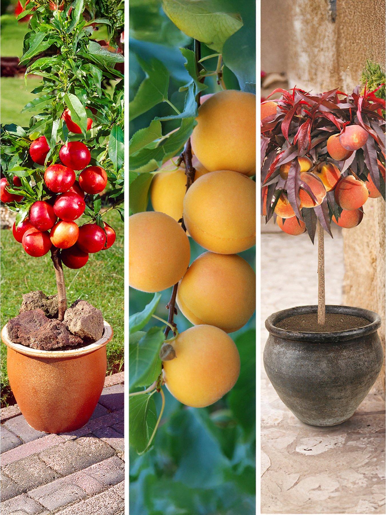 You Garden Stone Fruit Bare Root Collection(Apricot, Nectarine, Peach)