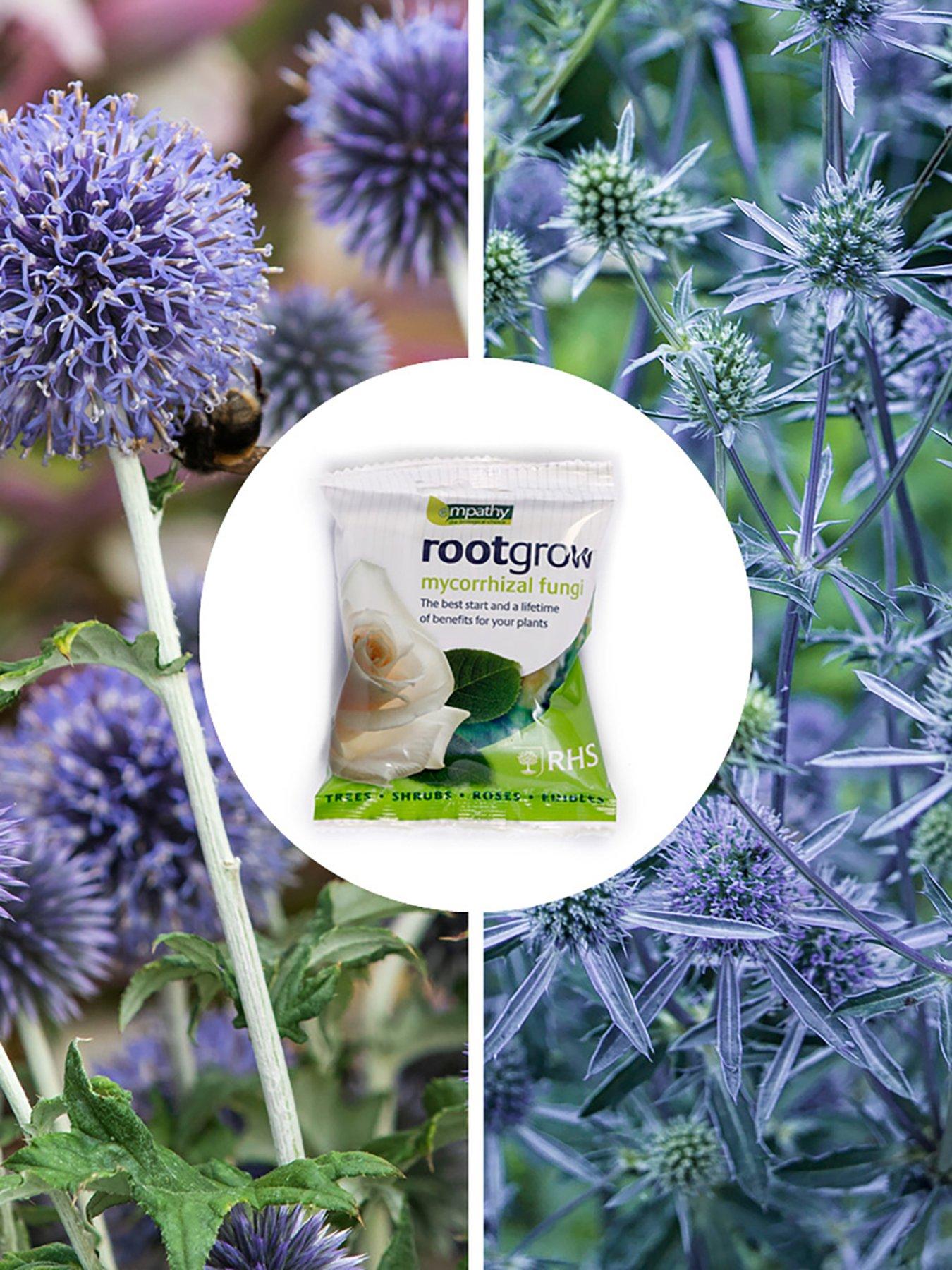 You Garden Thistles Bare Root Collection