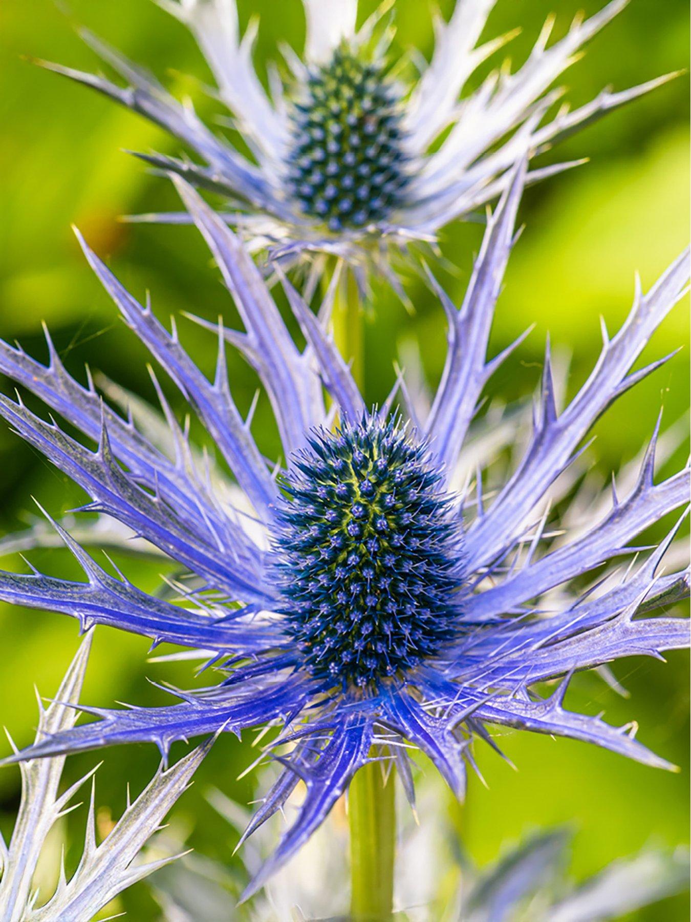 Image 5 of 7 of You Garden Thistles Bare Root Collection