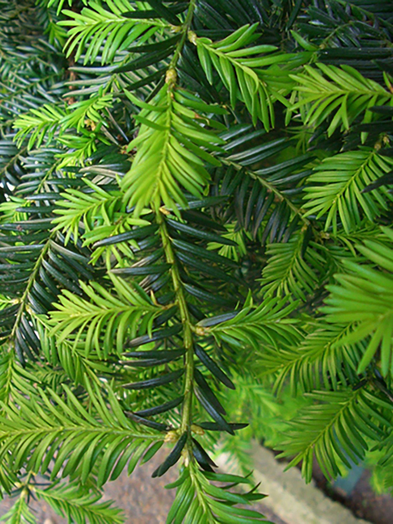 You Garden Yew Hedging (Taxus baccata) - 12 x 8cm Pots