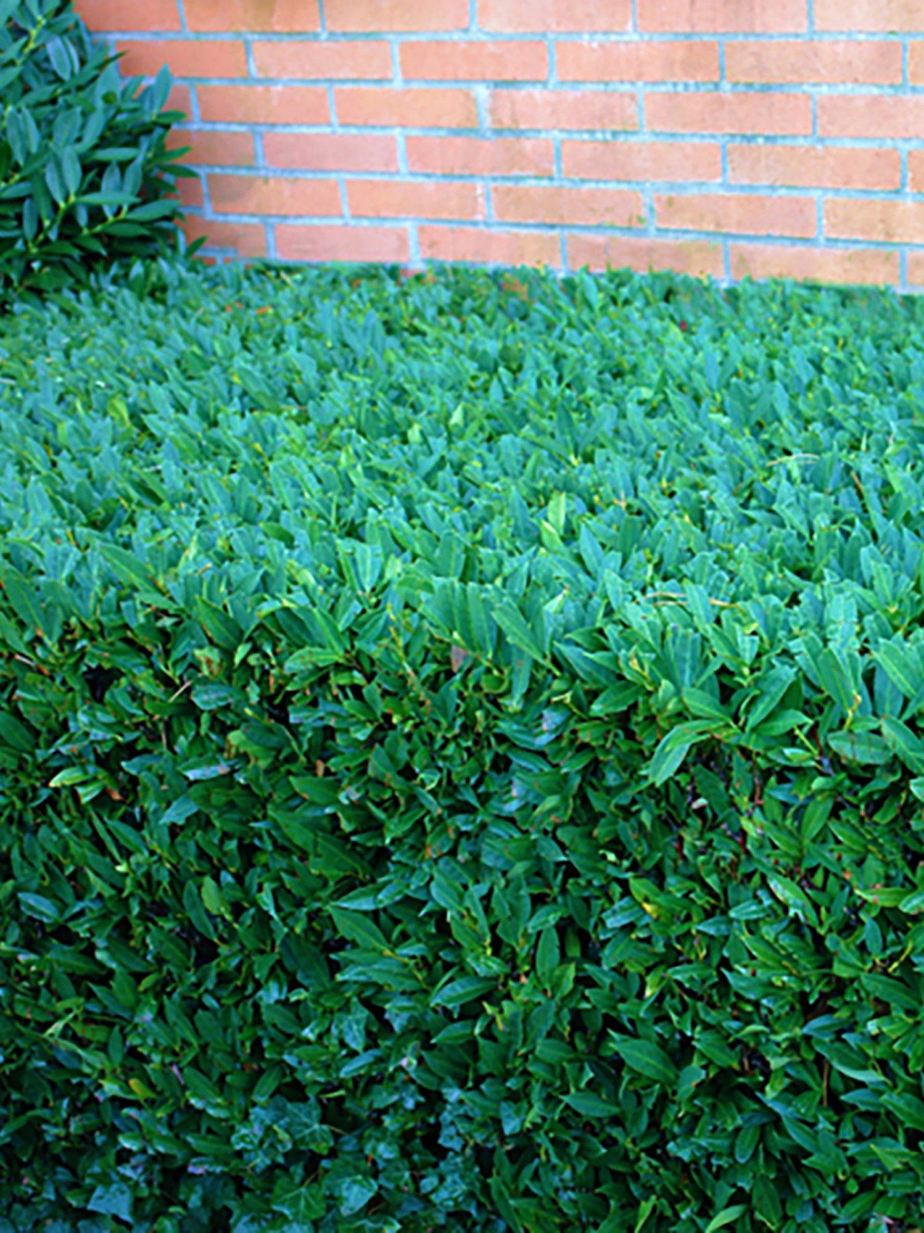 You Garden Laurel Hedging (Prunus laurocerasus)- 12 x 9cm Pots