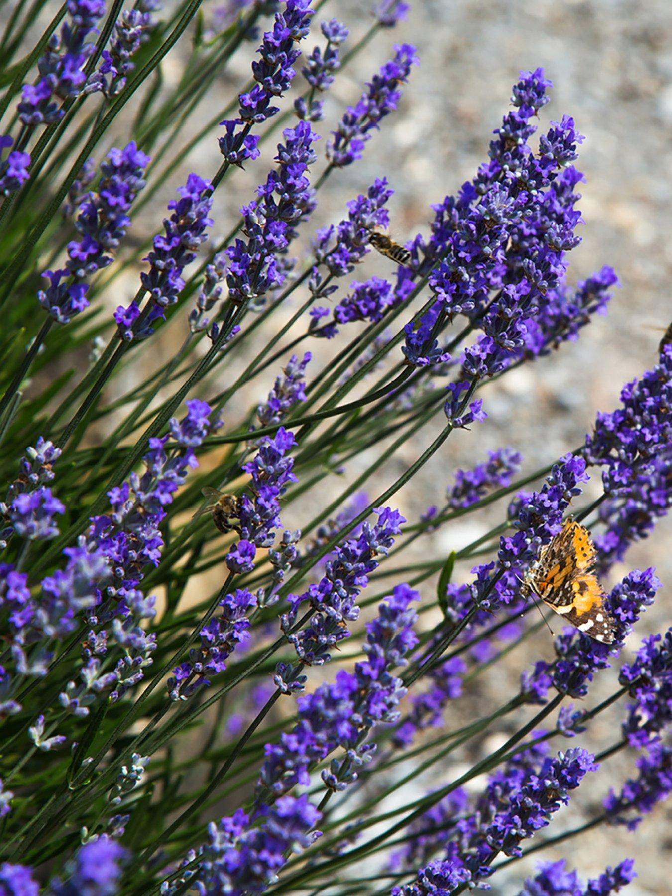 You Garden Lavender Hidcote Hedging - 12 X 9Cm Pots