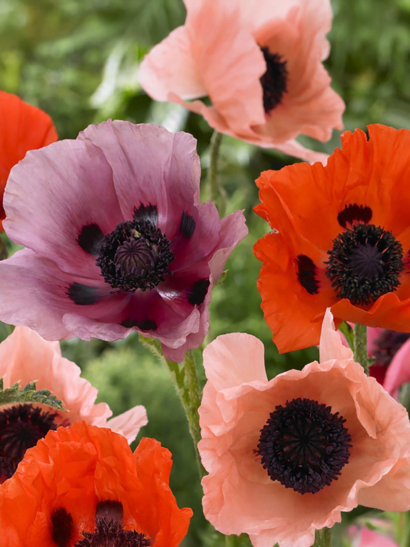 You Garden Premium Oriental Poppy Collection (3 Bare Roots)