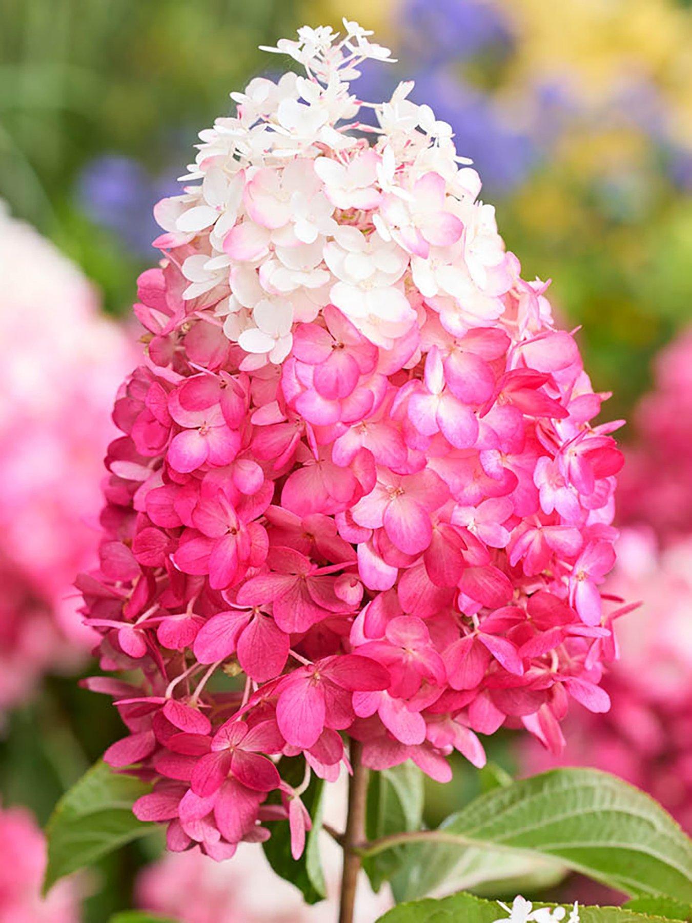 You Garden Hydrangea paniculata Red Velvet (3 x 12cm Pots)
