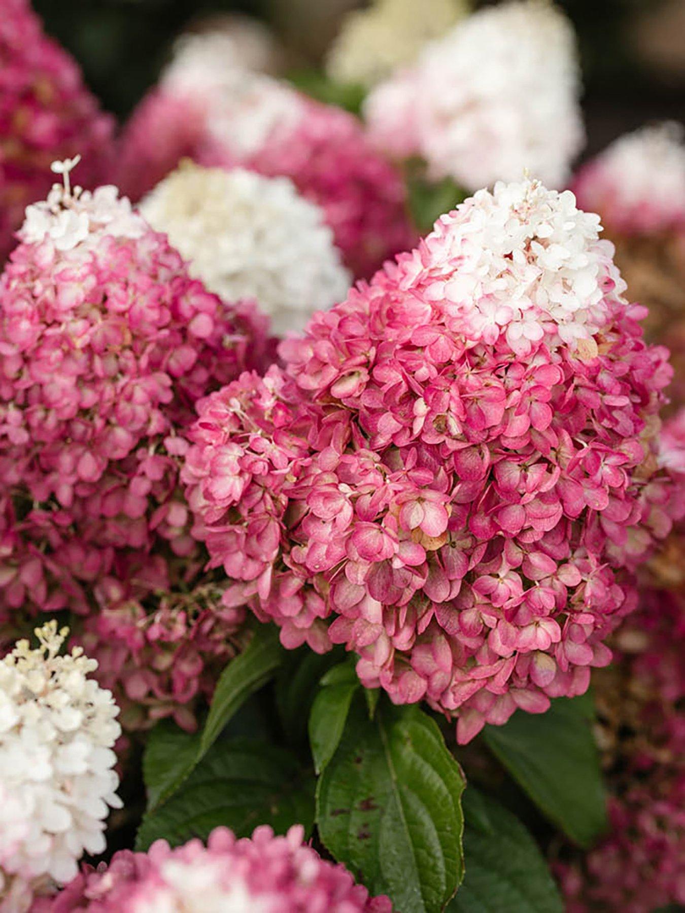 Image 2 of 7 of You Garden Hydrangea paniculata Red Velvet (3 x 12cm Pots)