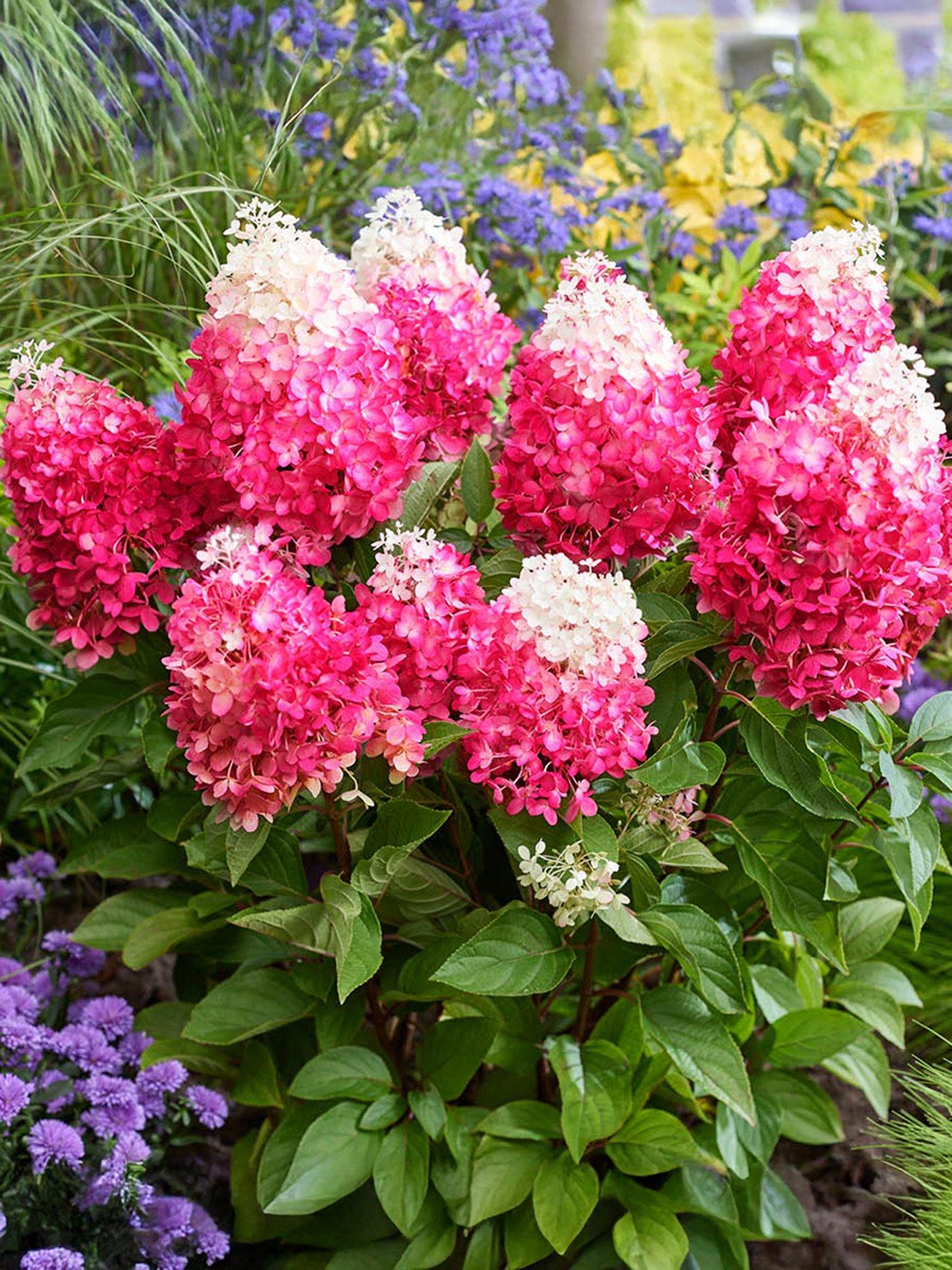 Image 3 of 7 of You Garden Hydrangea paniculata Red Velvet (3 x 12cm Pots)
