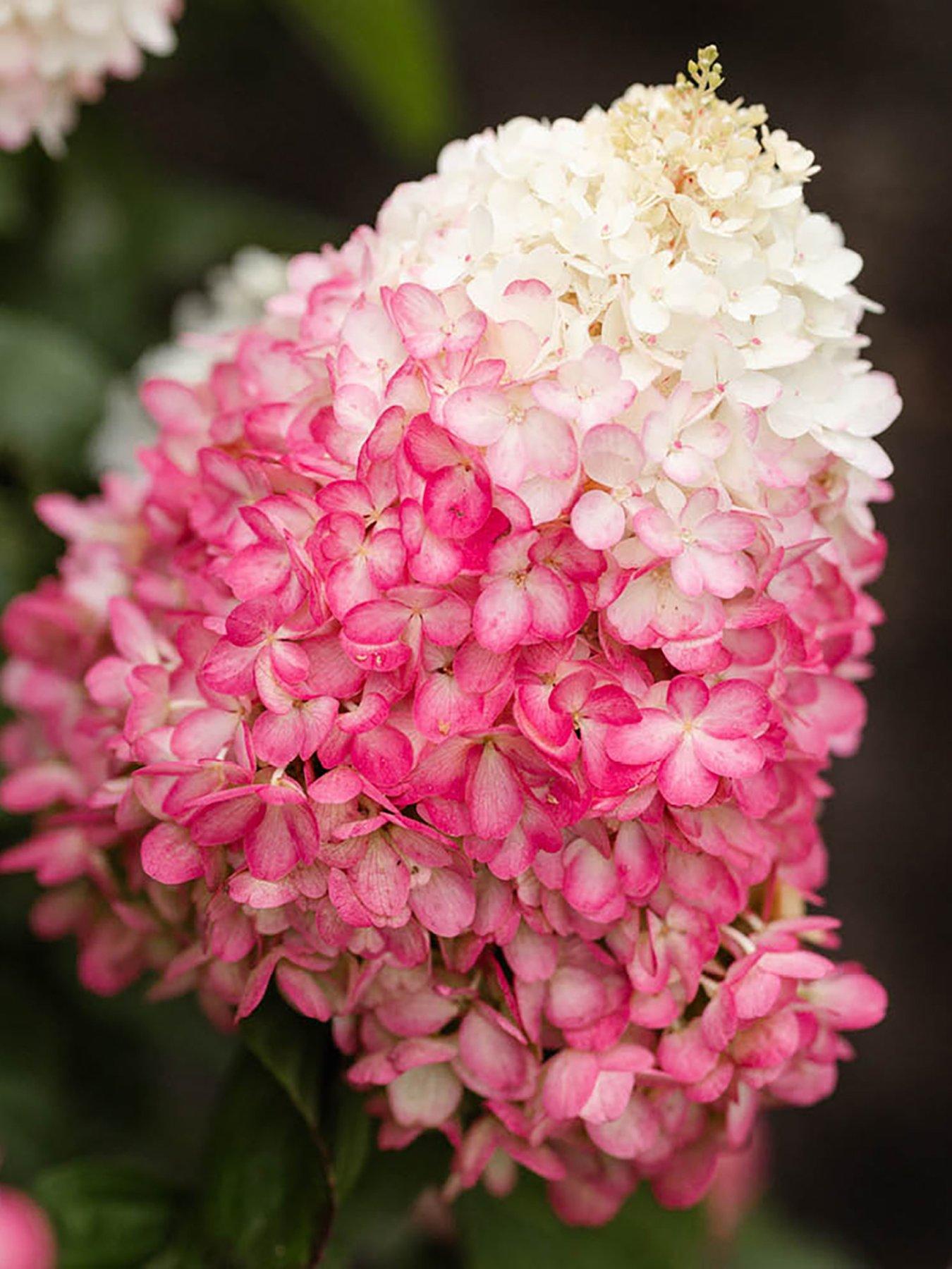 Image 4 of 7 of You Garden Hydrangea paniculata Red Velvet (3 x 12cm Pots)