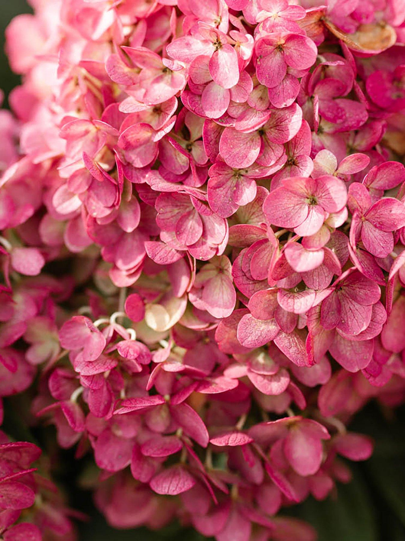 Image 5 of 7 of You Garden Hydrangea paniculata Red Velvet (3 x 12cm Pots)