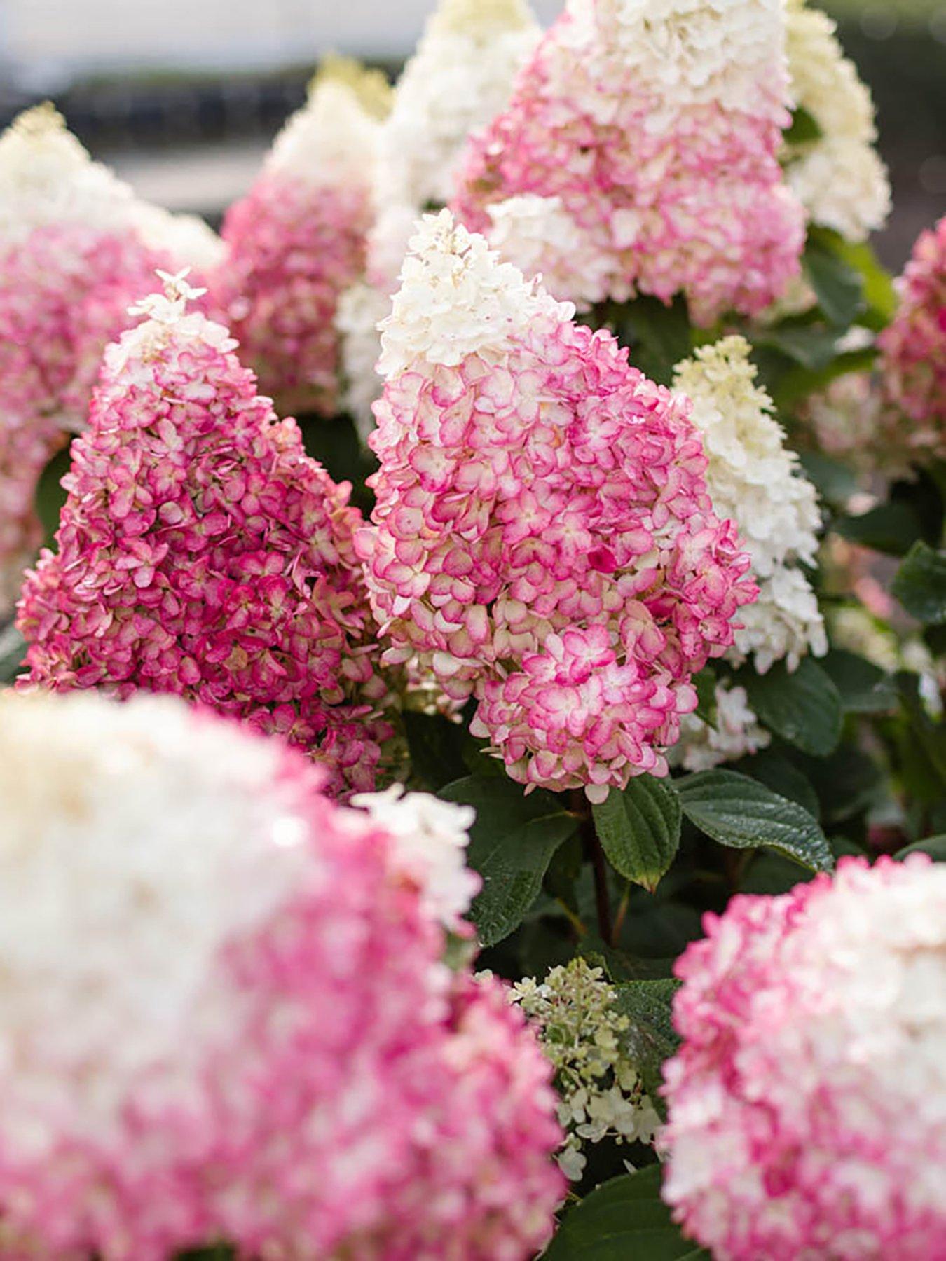 Image 6 of 7 of You Garden Hydrangea paniculata Red Velvet (3 x 12cm Pots)