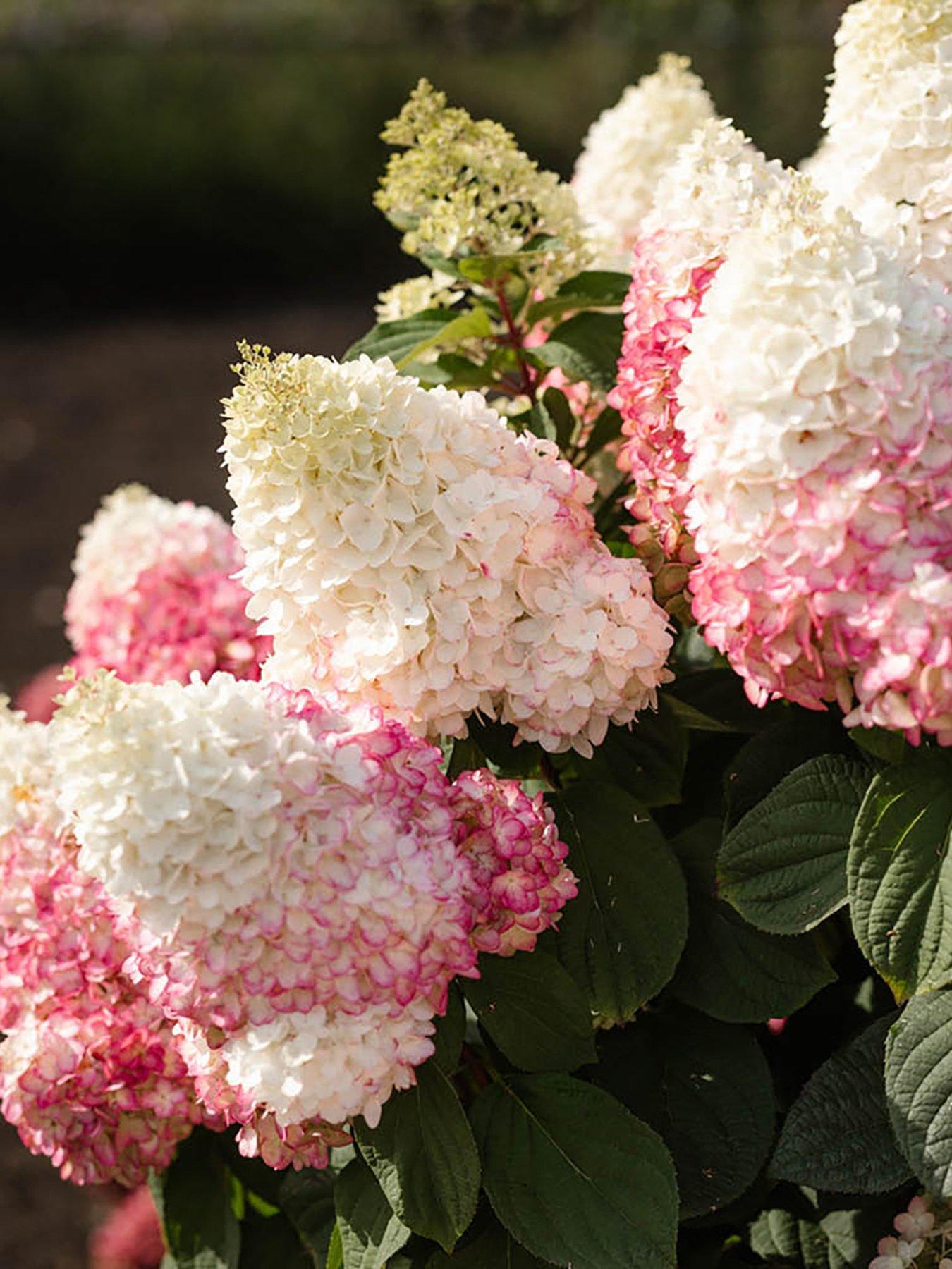 Image 7 of 7 of You Garden Hydrangea paniculata Red Velvet (3 x 12cm Pots)