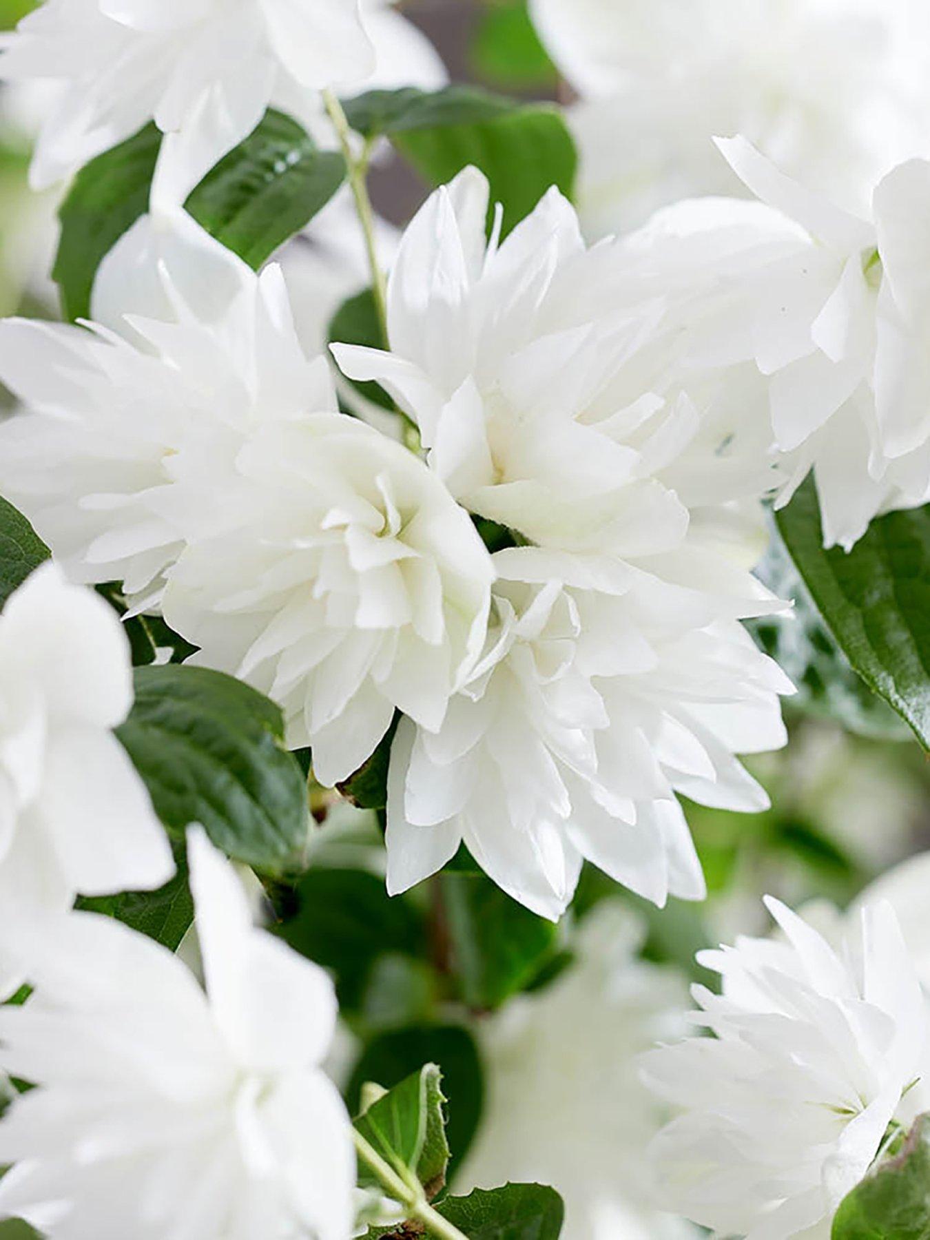 You Garden Philadelphus 'Pearls of Perfume' - 3 x 9cm Pots